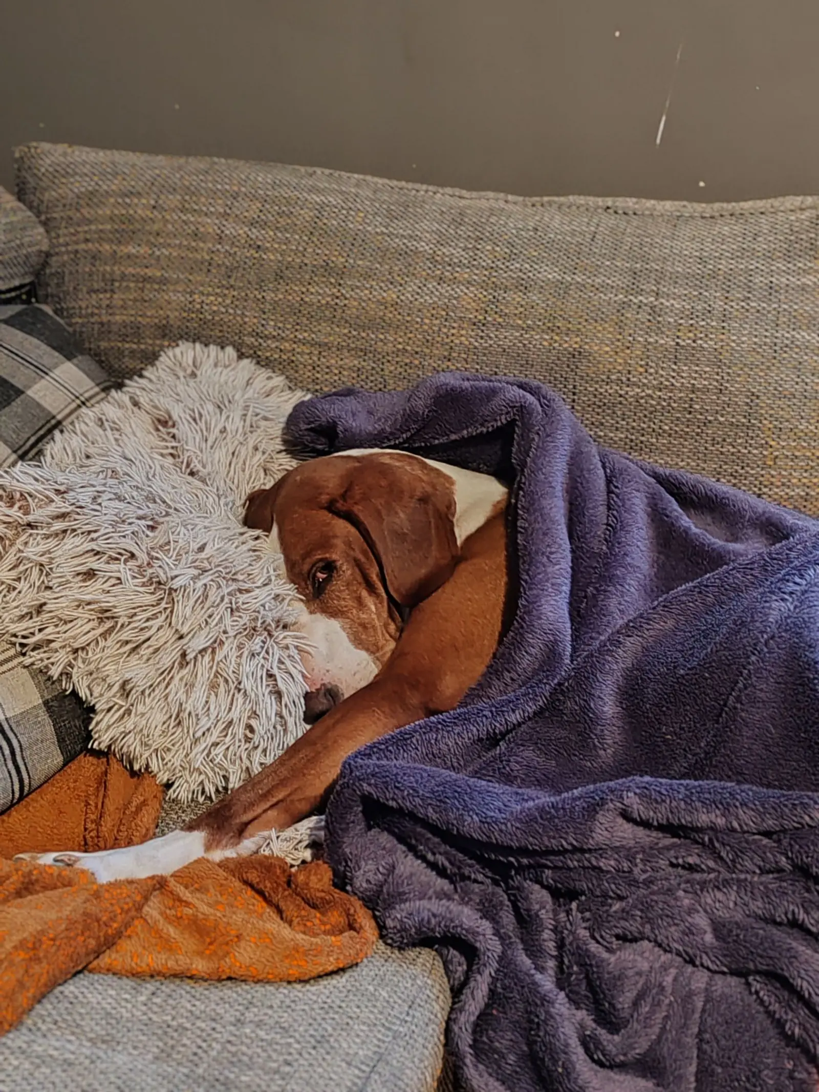 Kućni ljubimci, odmor, spavanje, foto čitatelja (44)