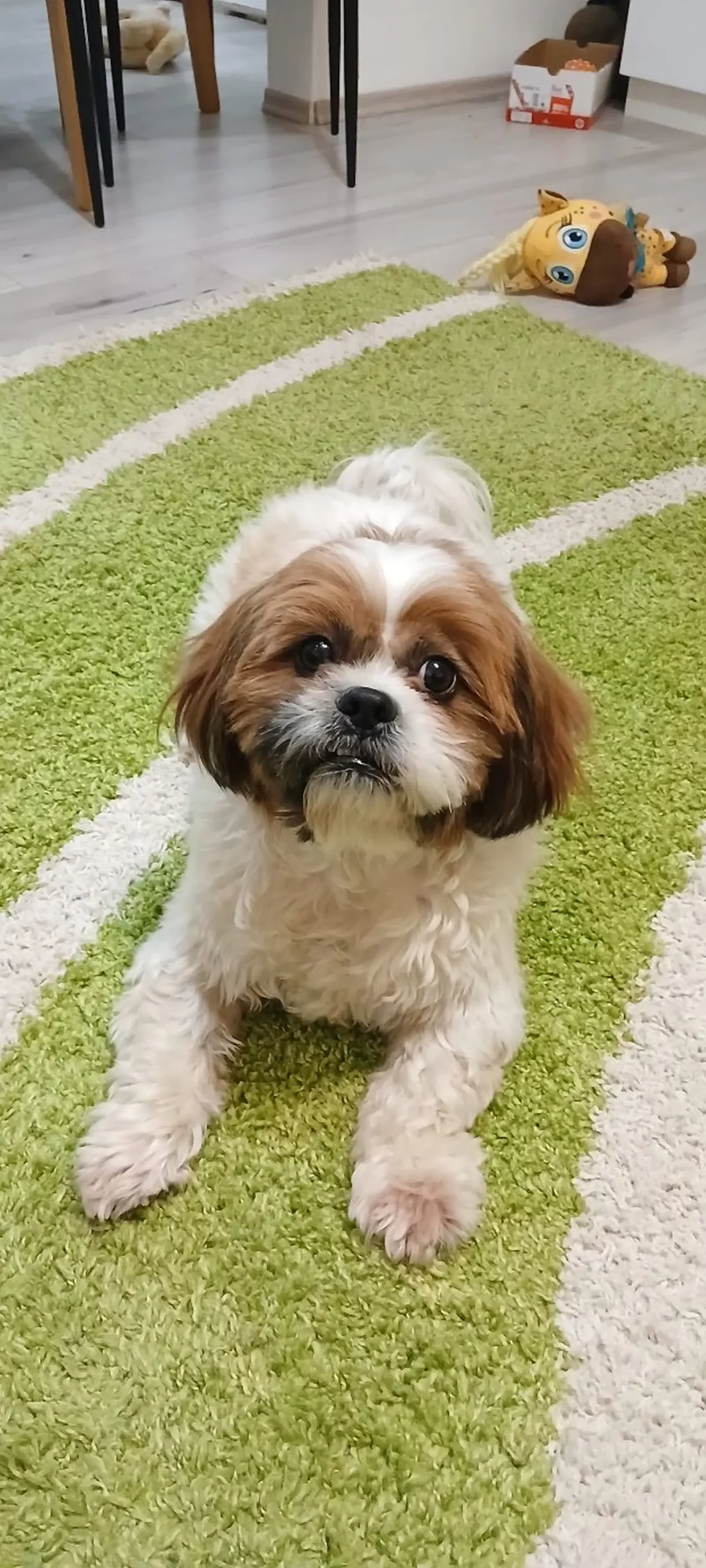 Kućni ljubimci, odmor, spavanje, foto čitatelja (45)