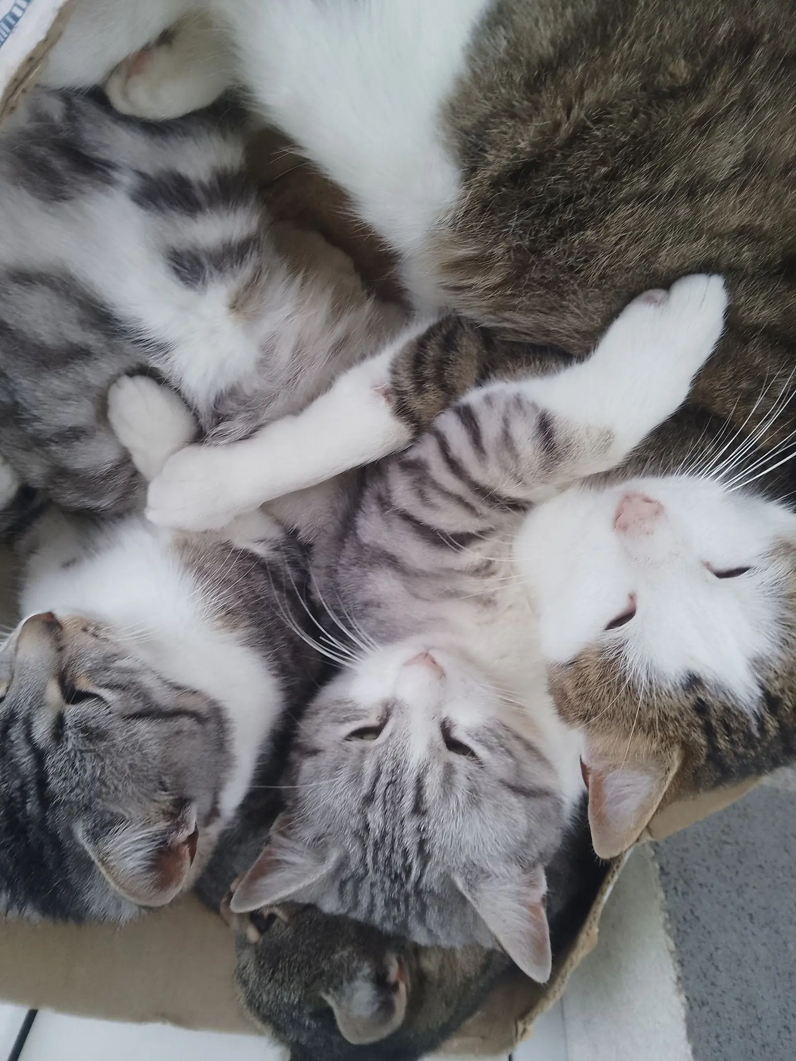 Kućni ljubimci, odmor, spavanje, foto čitatelja (46)