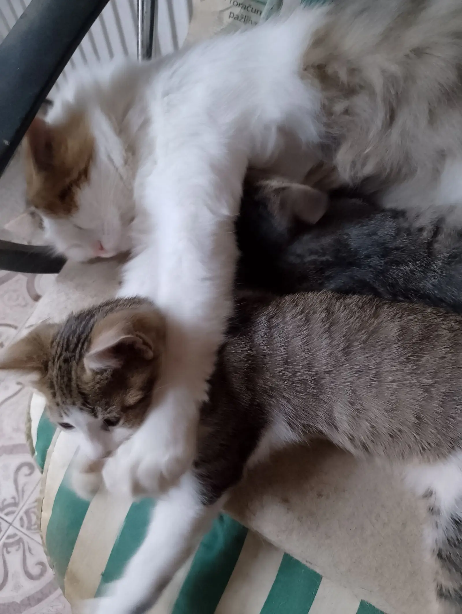 Kućni ljubimci, odmor, spavanje, foto čitatelja (47)