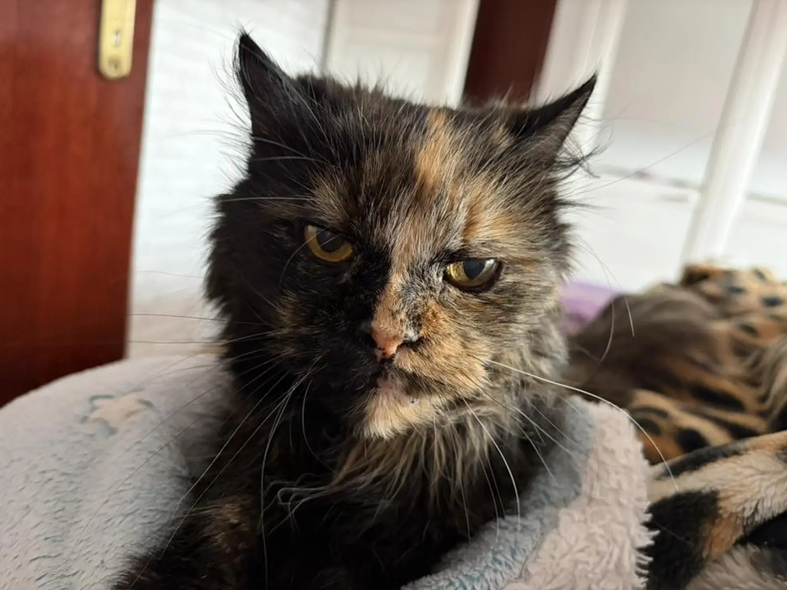 Kućni ljubimci, odmor, spavanje, foto čitatelja (48)