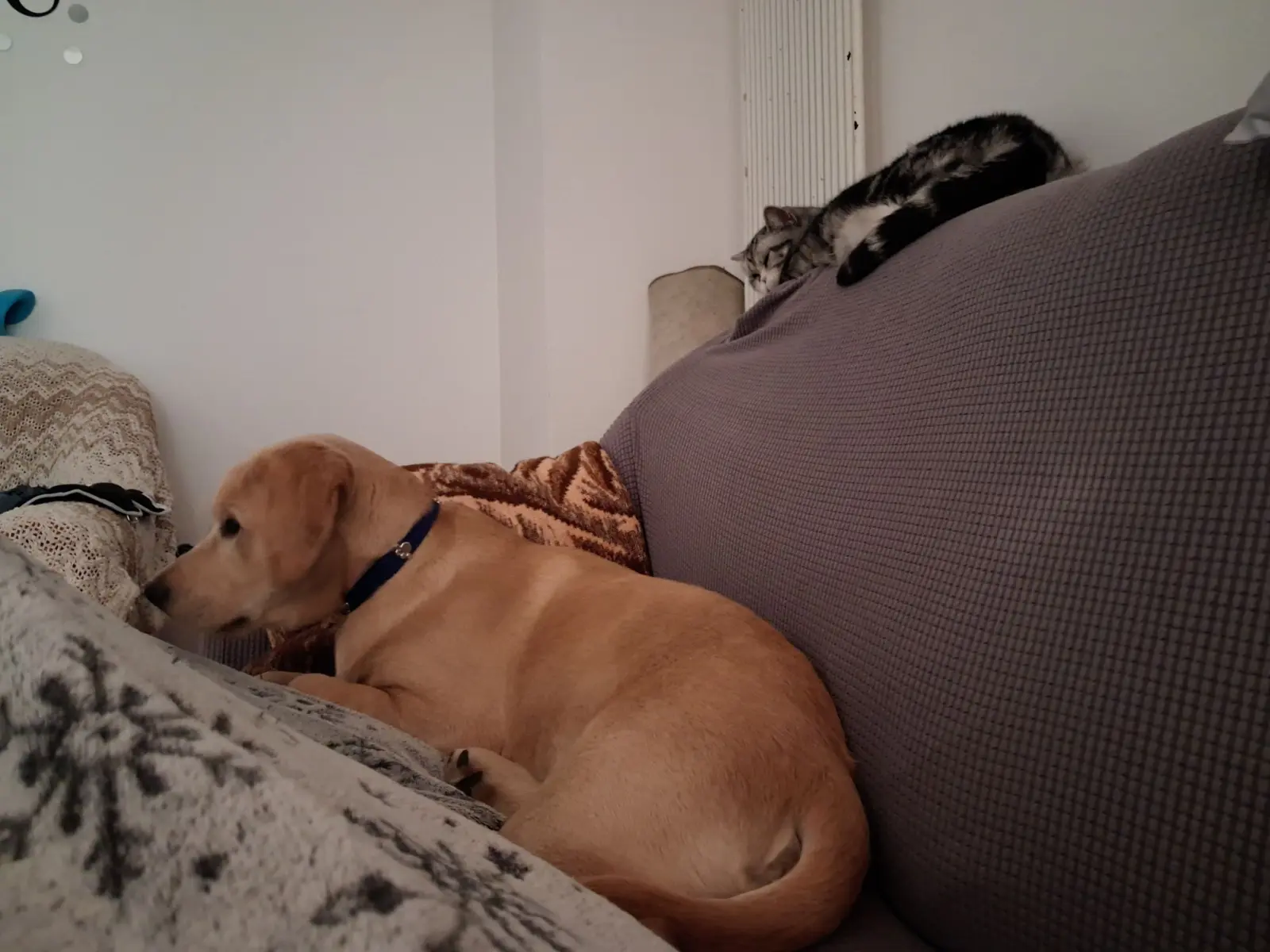 Kućni ljubimci, odmor, spavanje, foto čitatelja (49)