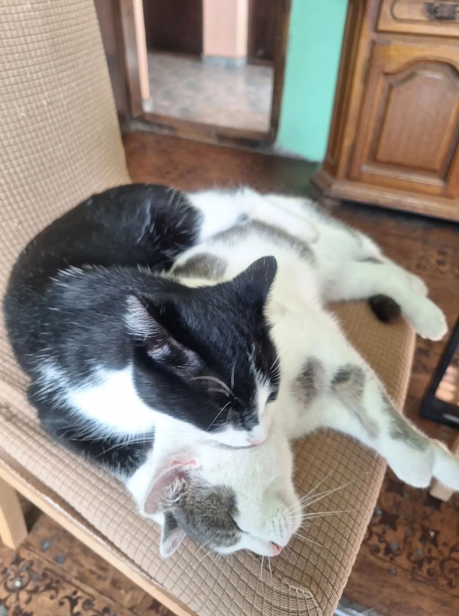 Kućni ljubimci, odmor, spavanje, foto čitatelja (5)