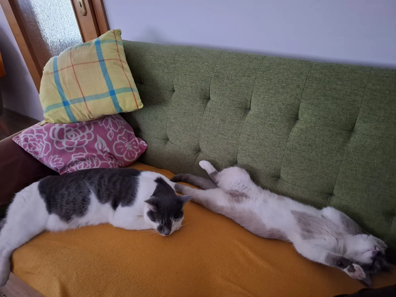 Kućni ljubimci, odmor, spavanje, foto čitatelja (50)