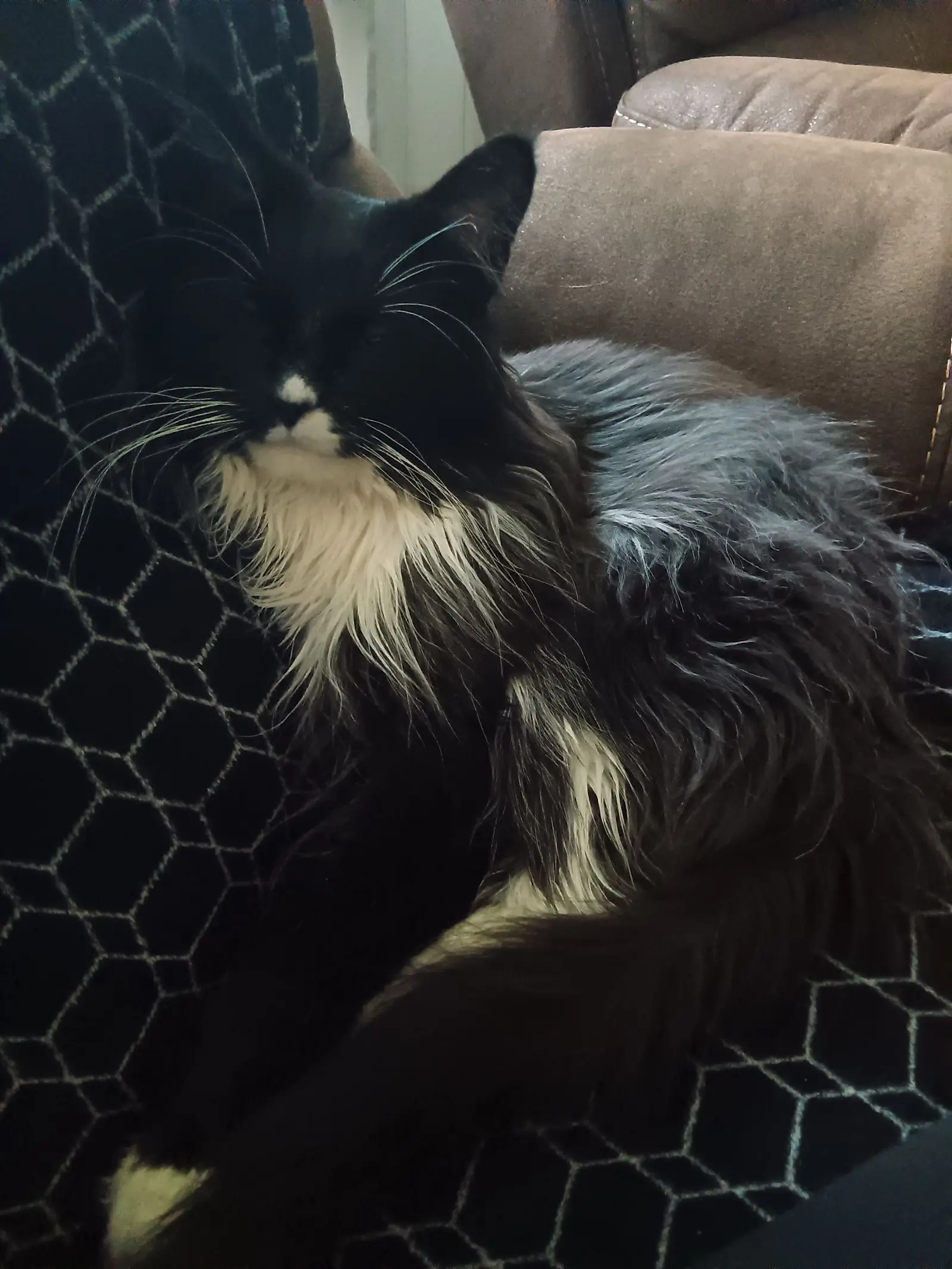 Kućni ljubimci, odmor, spavanje, foto čitatelja (51)