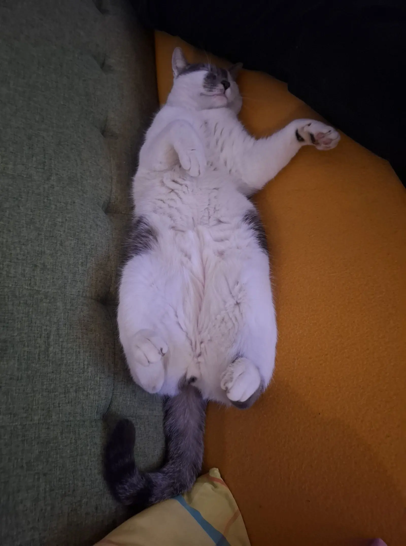 Kućni ljubimci, odmor, spavanje, foto čitatelja (52)