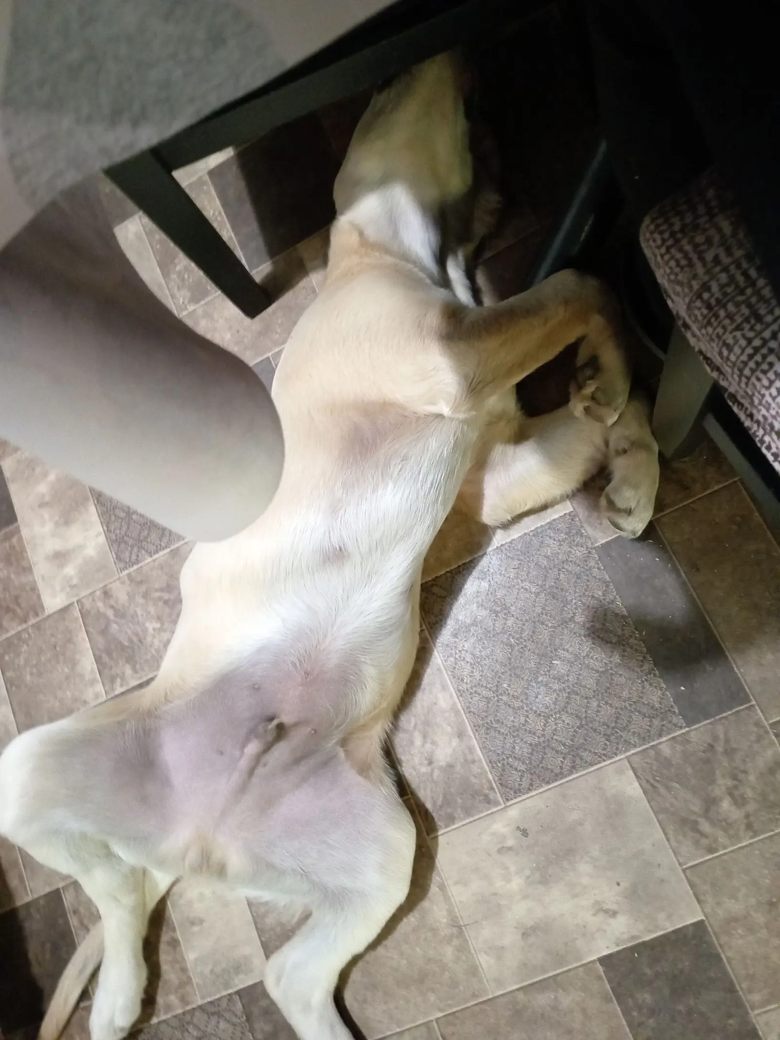 Kućni ljubimci, odmor, spavanje, foto čitatelja (53)