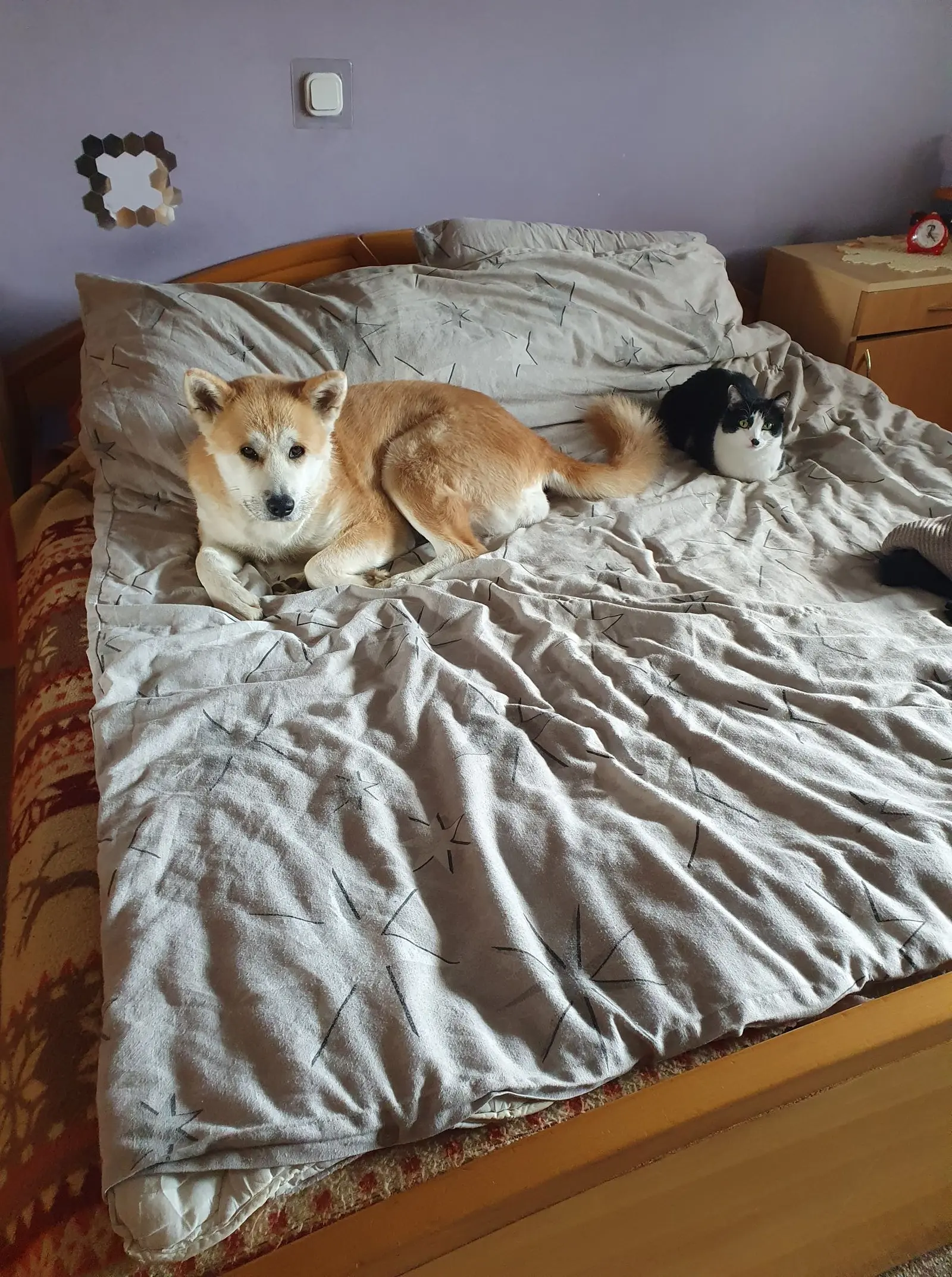 Kućni ljubimci, odmor, spavanje, foto čitatelja (54)