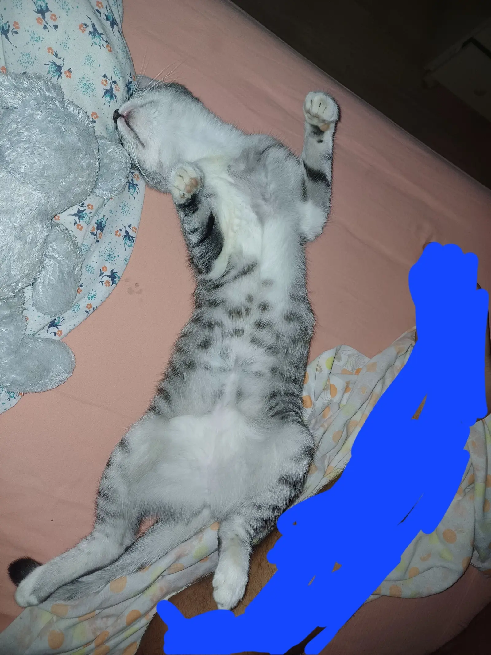 Kućni ljubimci, odmor, spavanje, foto čitatelja (55)