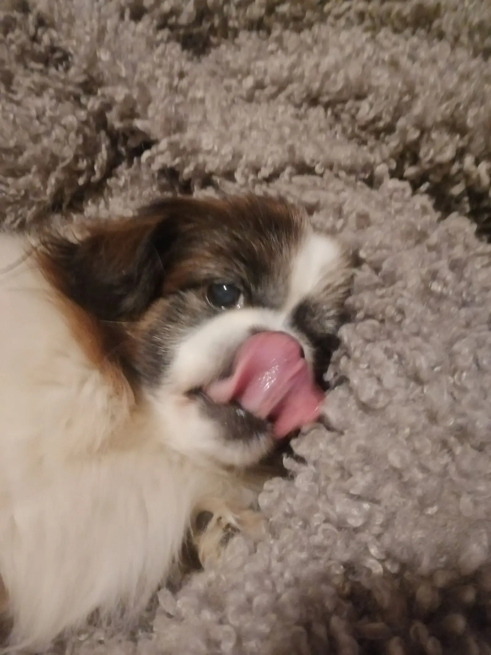 Kućni ljubimci, odmor, spavanje, foto čitatelja (56)