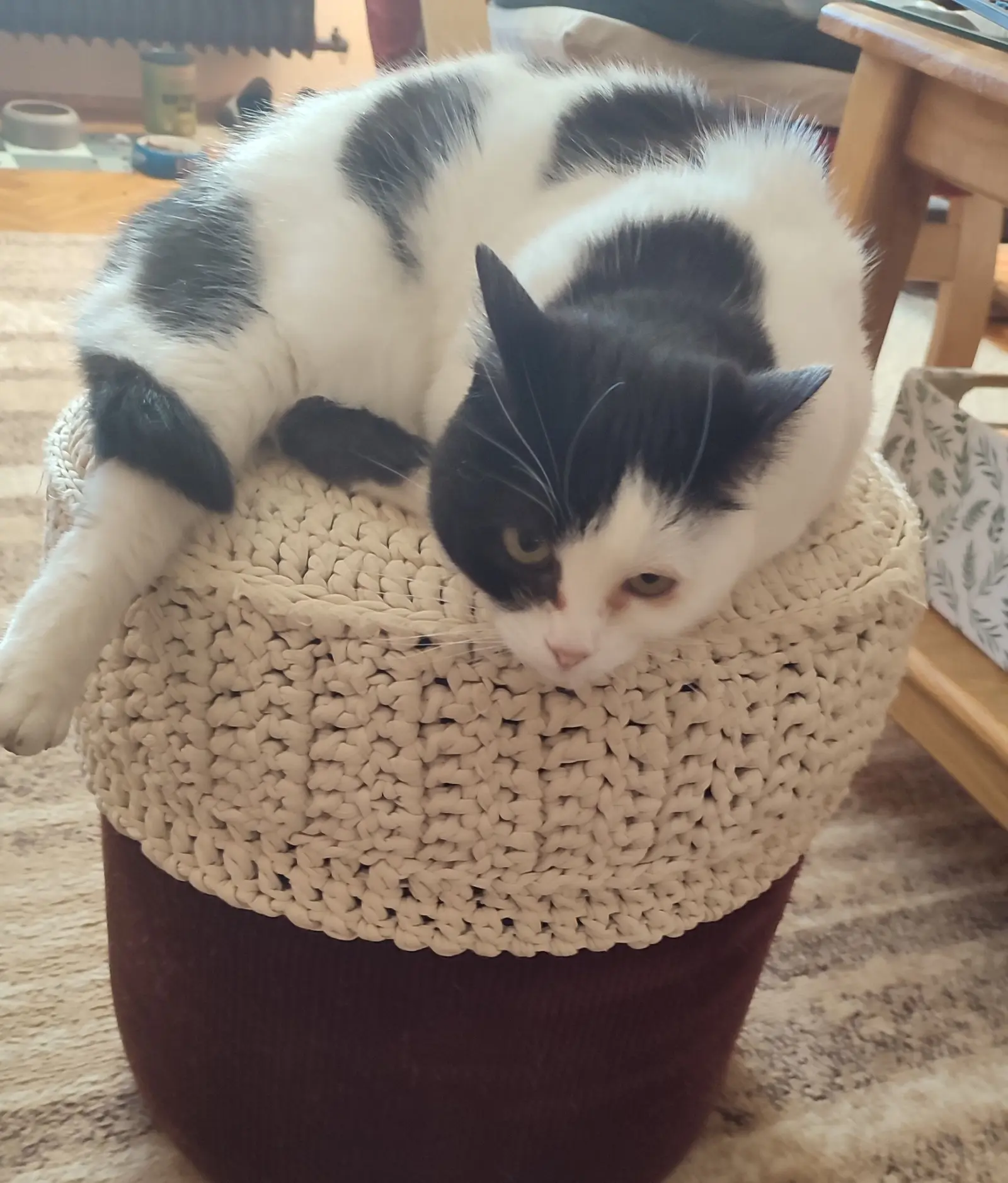 Kućni ljubimci, odmor, spavanje, foto čitatelja (57)