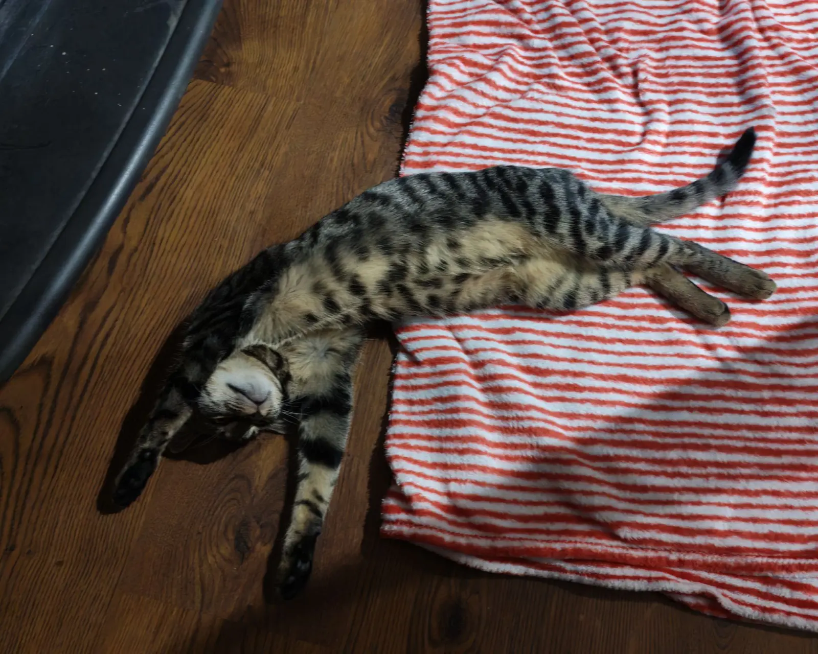 Kućni ljubimci, odmor, spavanje, foto čitatelja (58)