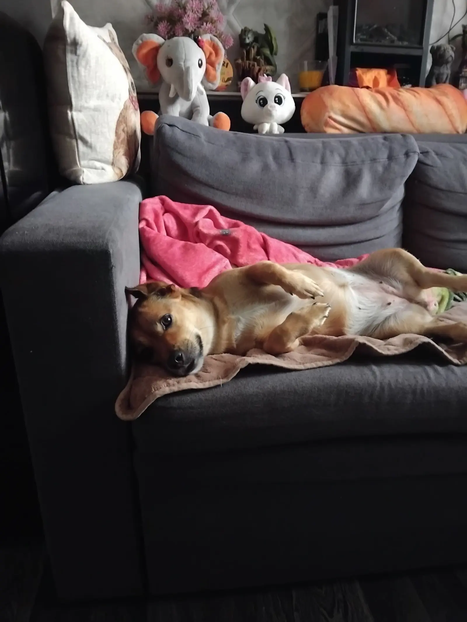 Kućni ljubimci, odmor, spavanje, foto čitatelja (59)