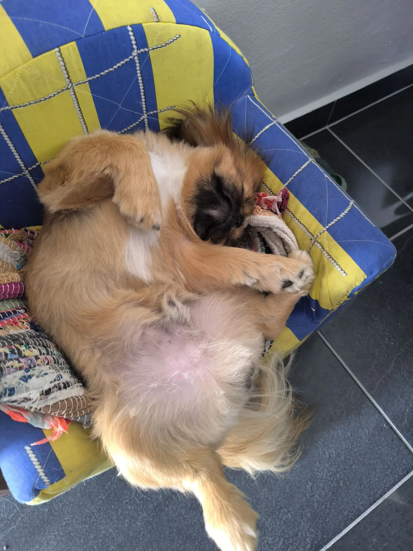 Kućni ljubimci, odmor, spavanje, foto čitatelja (6)