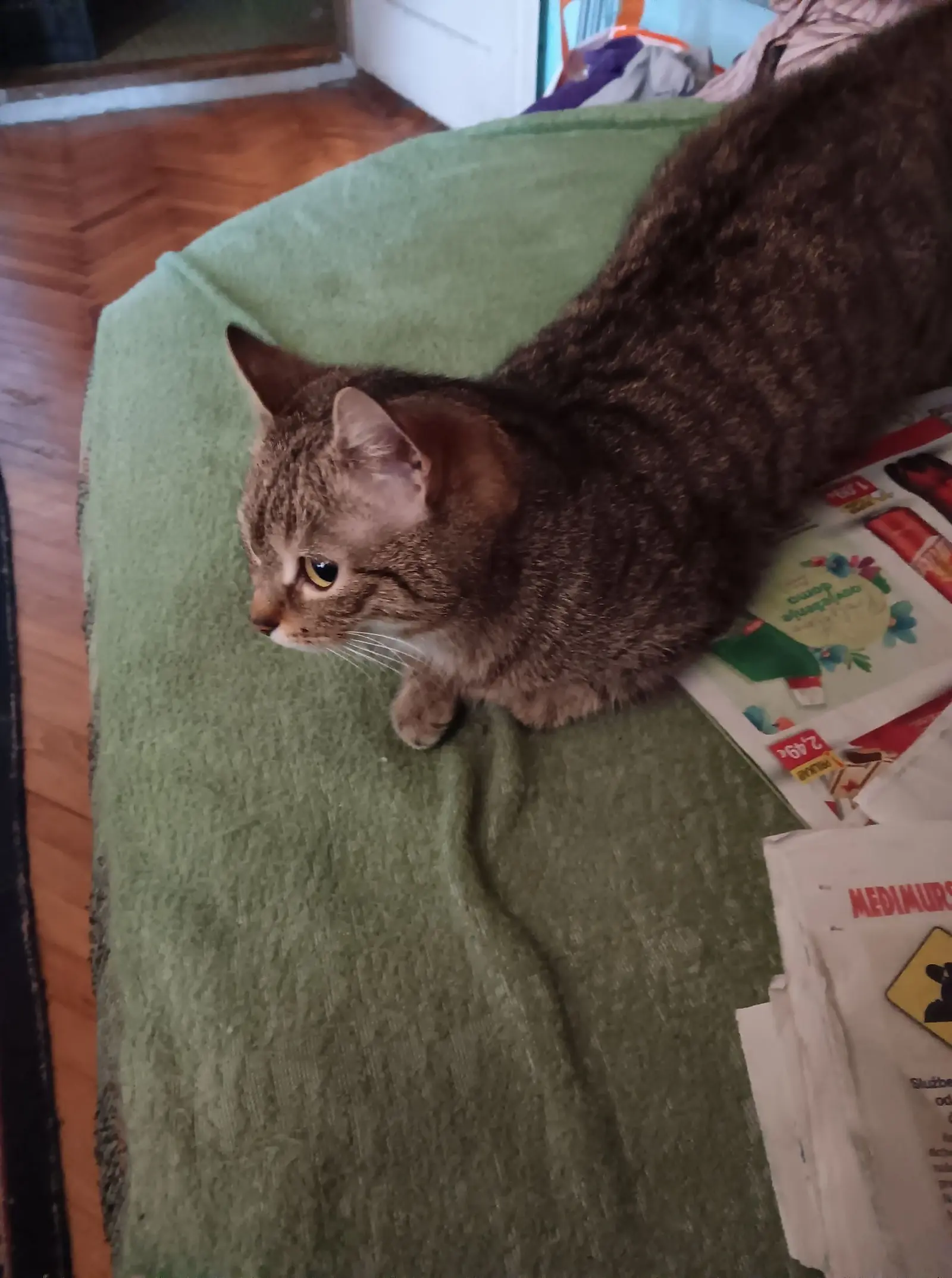 Kućni ljubimci, odmor, spavanje, foto čitatelja (60)