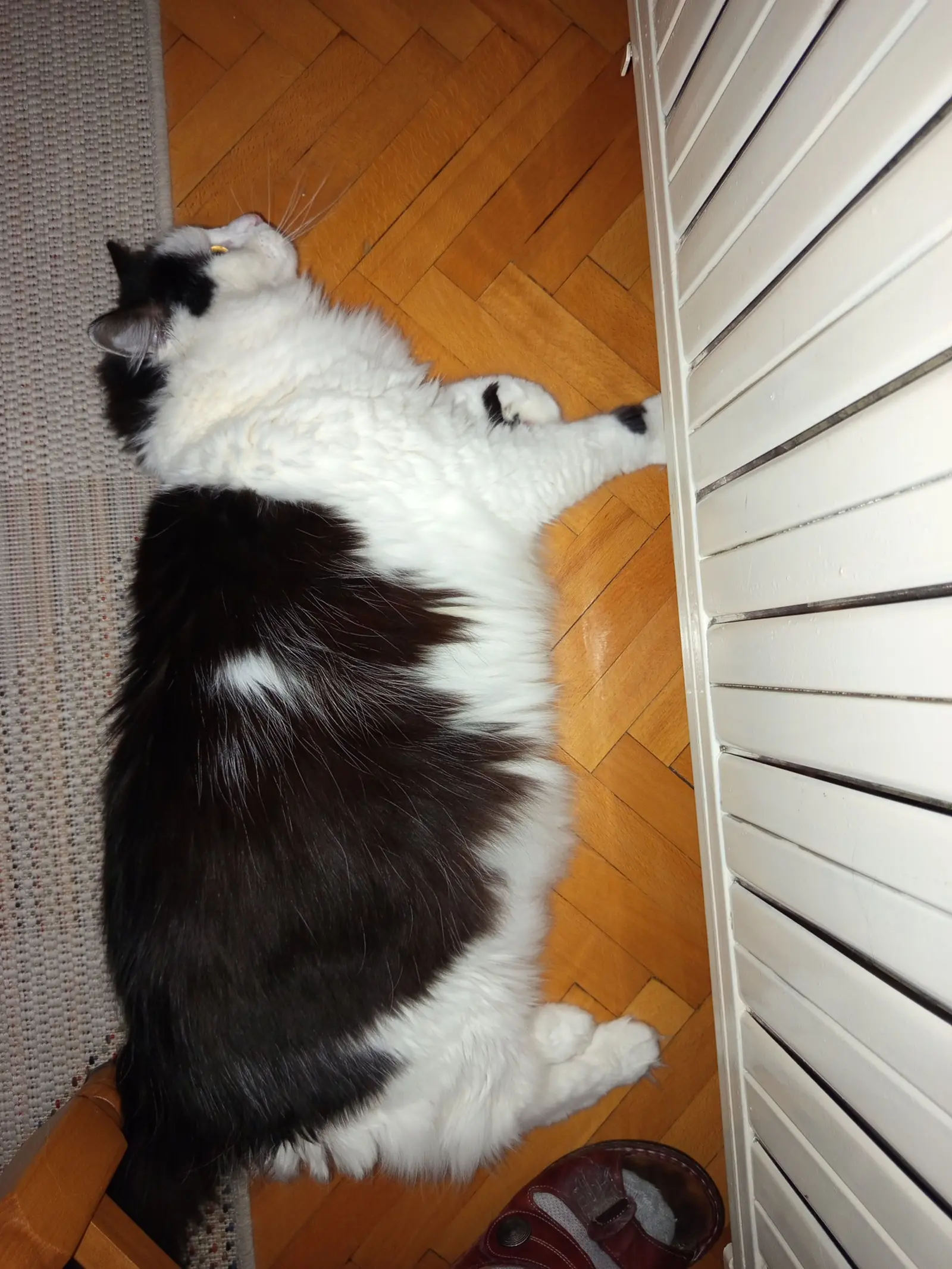 Kućni ljubimci, odmor, spavanje, foto čitatelja (61)