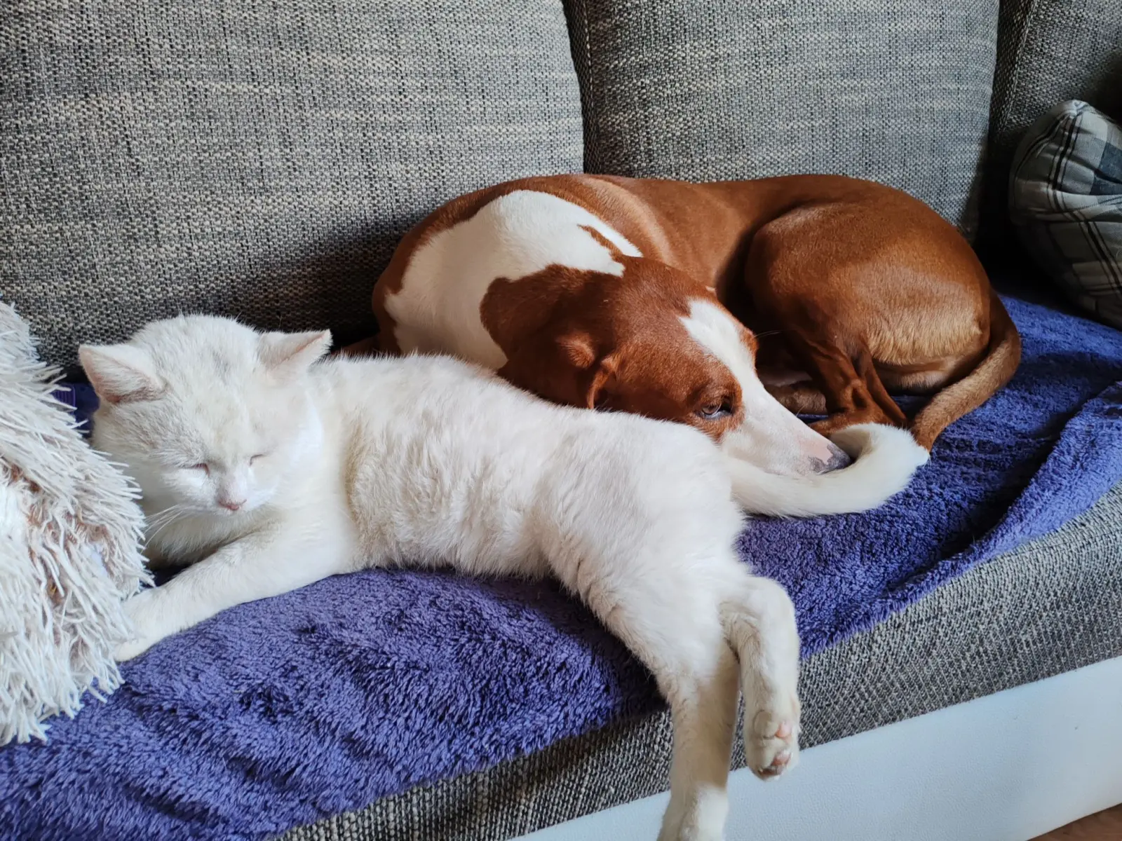 Kućni ljubimci, odmor, spavanje, foto čitatelja (62)