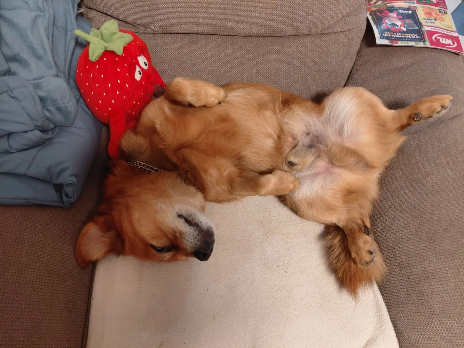 Kućni ljubimci, odmor, spavanje, foto čitatelja (63)