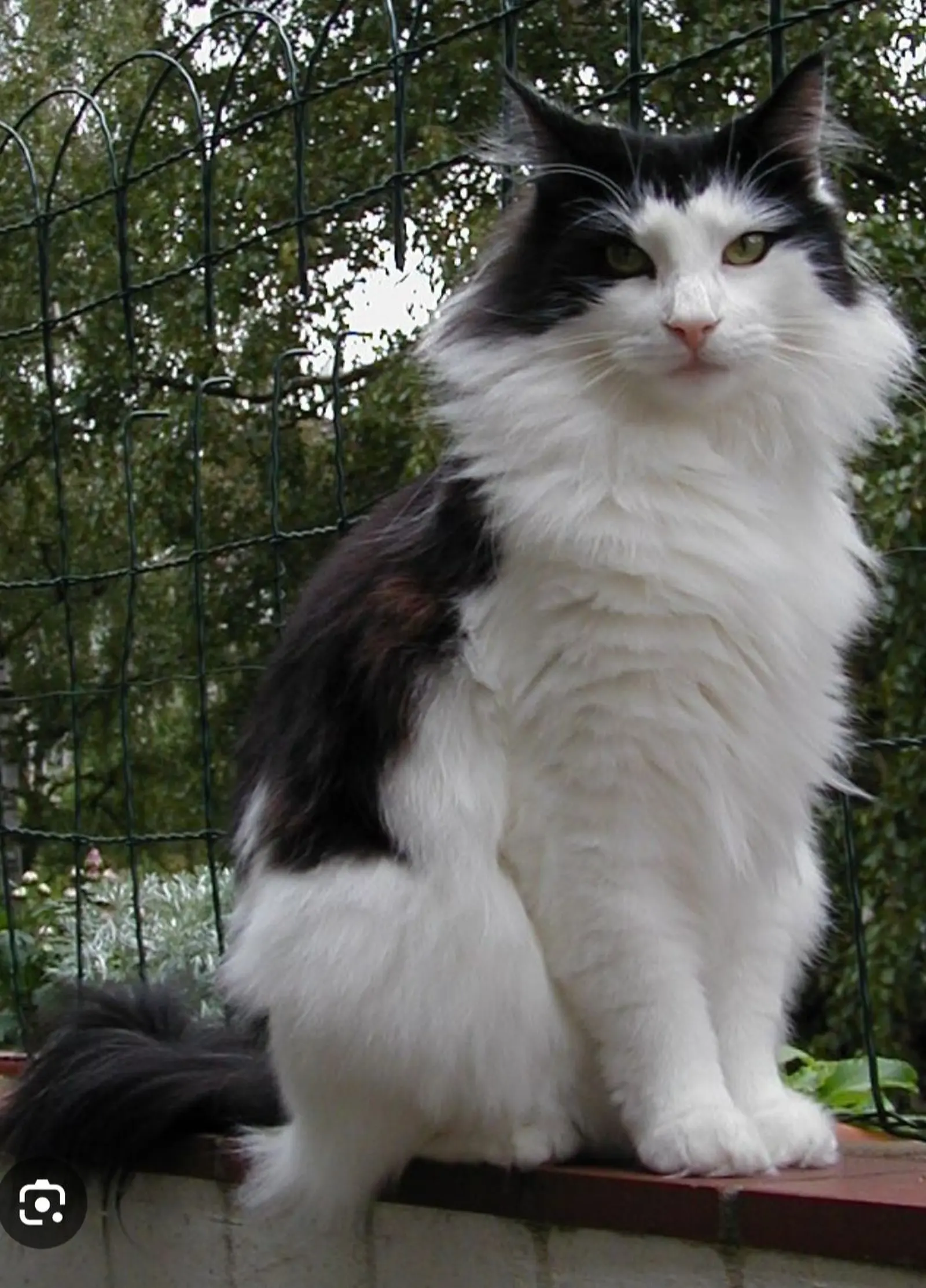 Kućni ljubimci, odmor, spavanje, foto čitatelja (64)