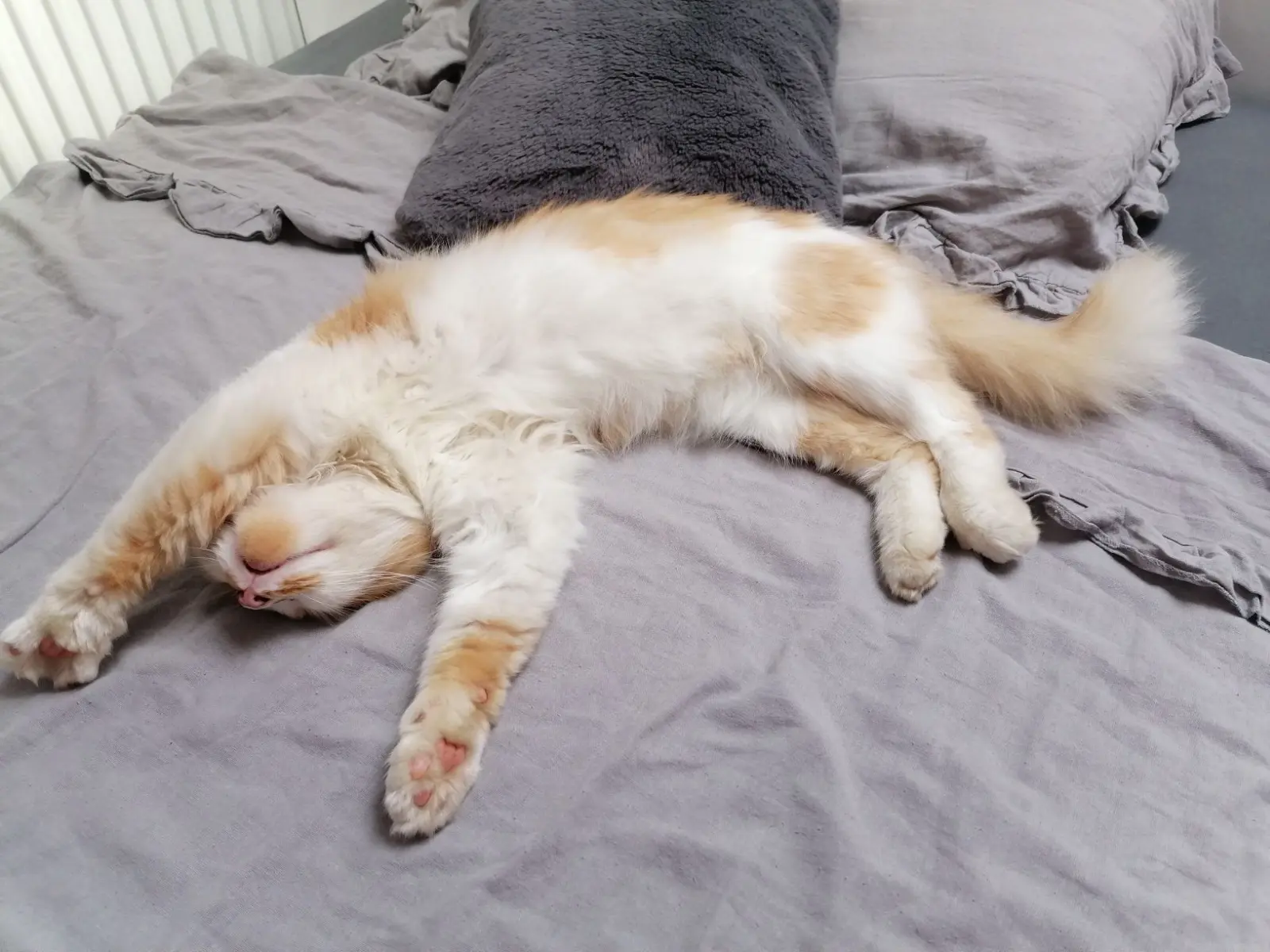 Kućni ljubimci, odmor, spavanje, foto čitatelja (65)