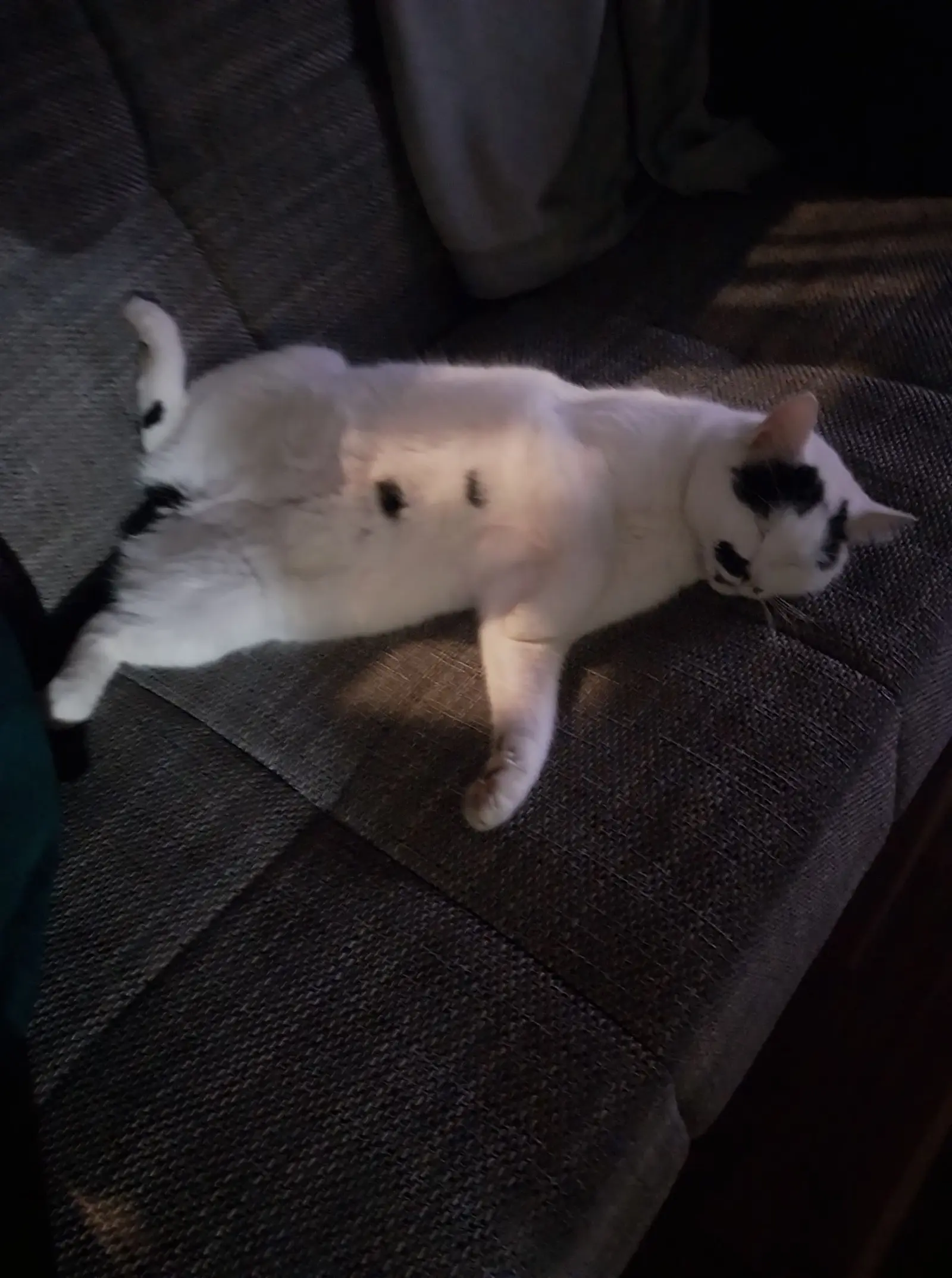 Kućni ljubimci, odmor, spavanje, foto čitatelja (66)