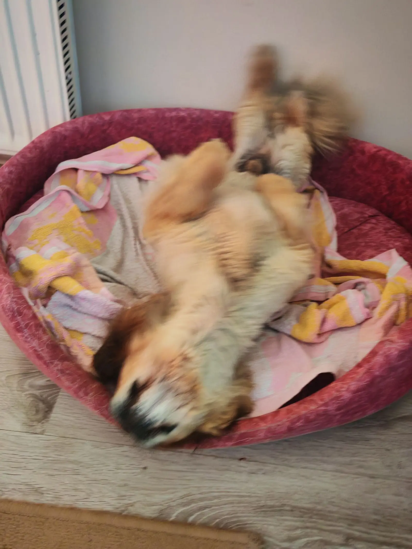 Kućni ljubimci, odmor, spavanje, foto čitatelja (68)