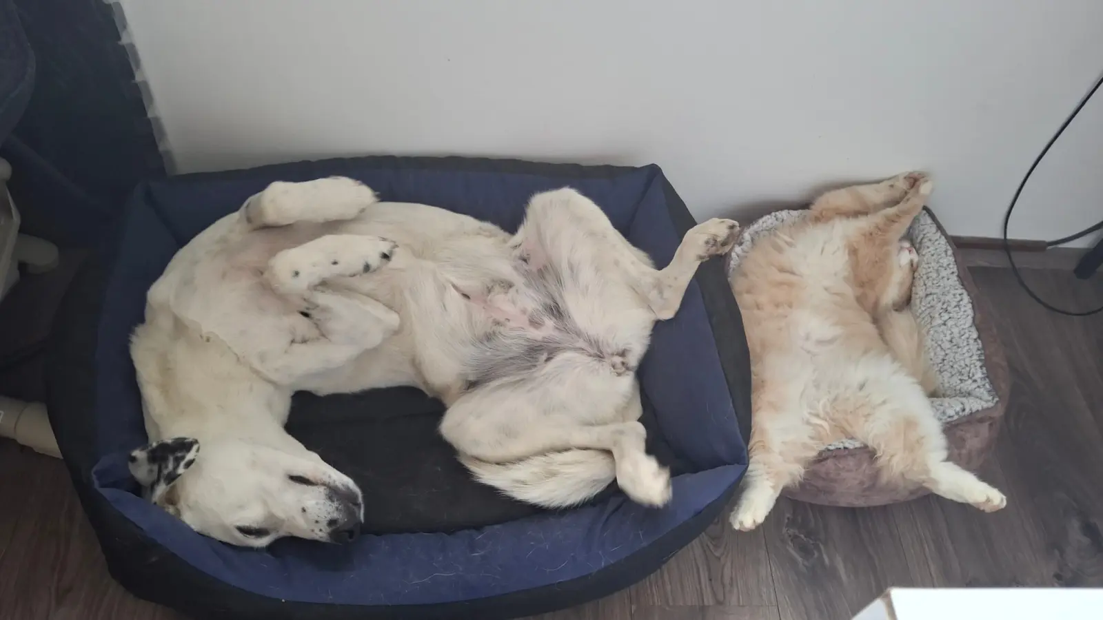 Kućni ljubimci, odmor, spavanje, foto čitatelja (69)