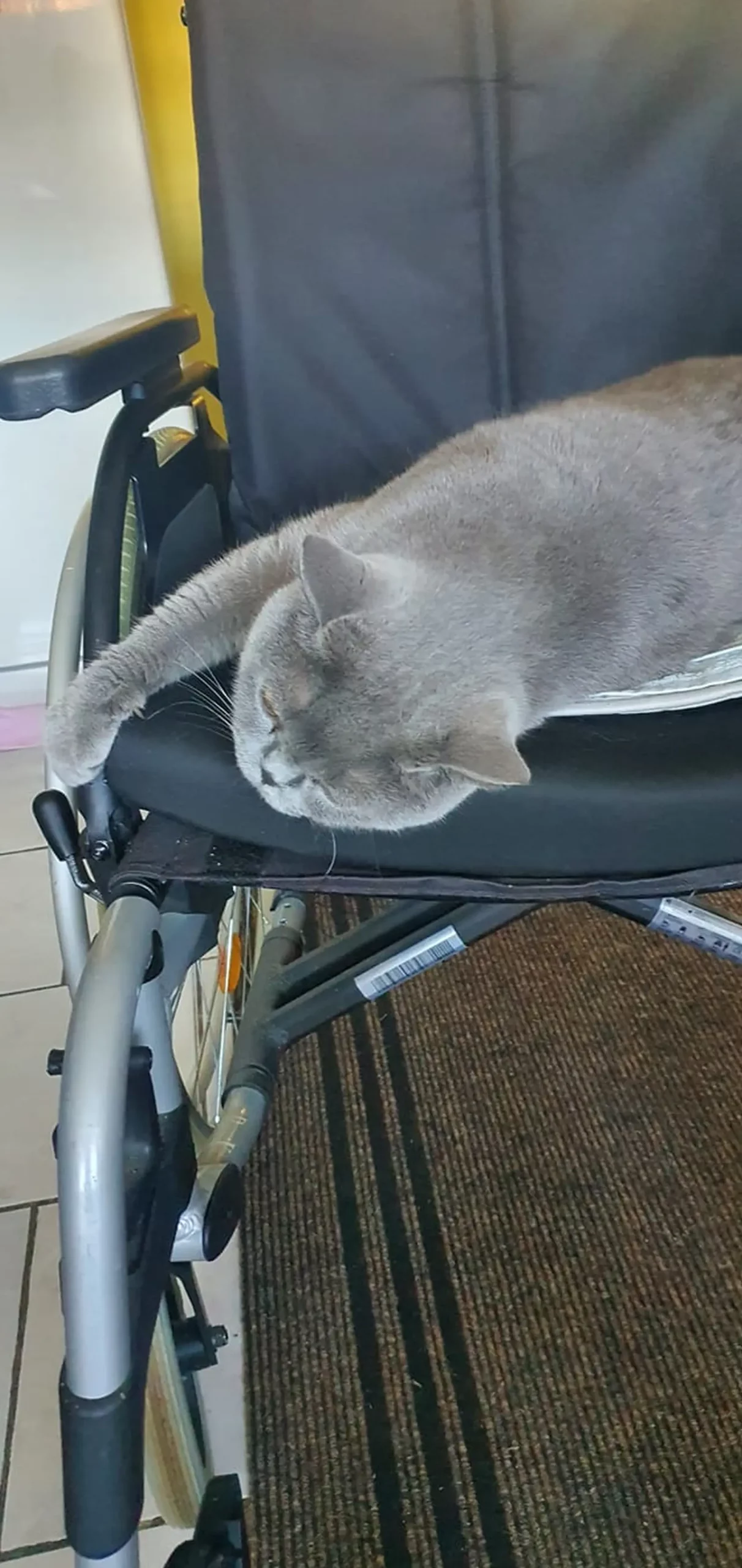 Kućni ljubimci, odmor, spavanje, foto čitatelja (7)