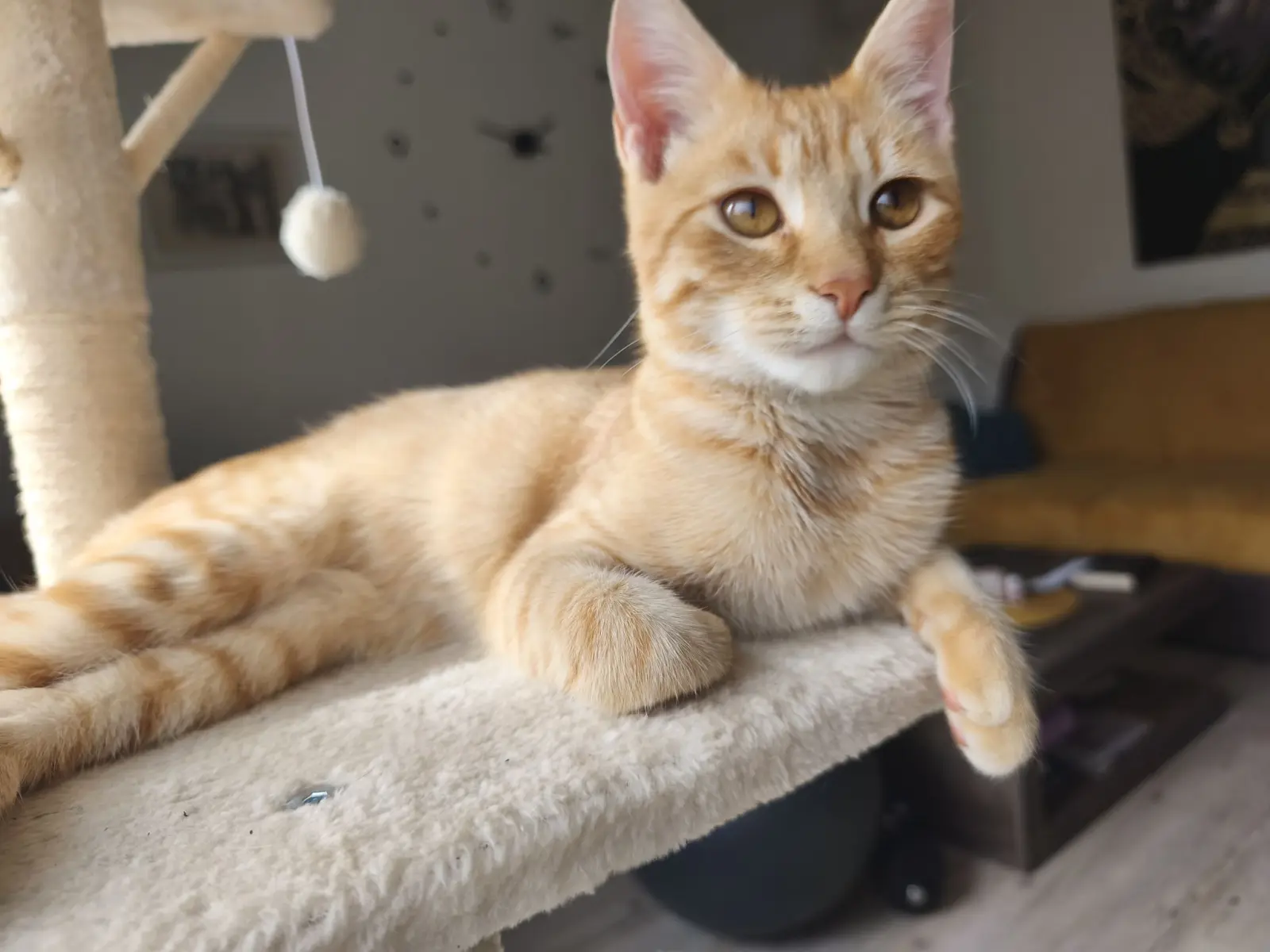 Kućni ljubimci, odmor, spavanje, foto čitatelja (8)