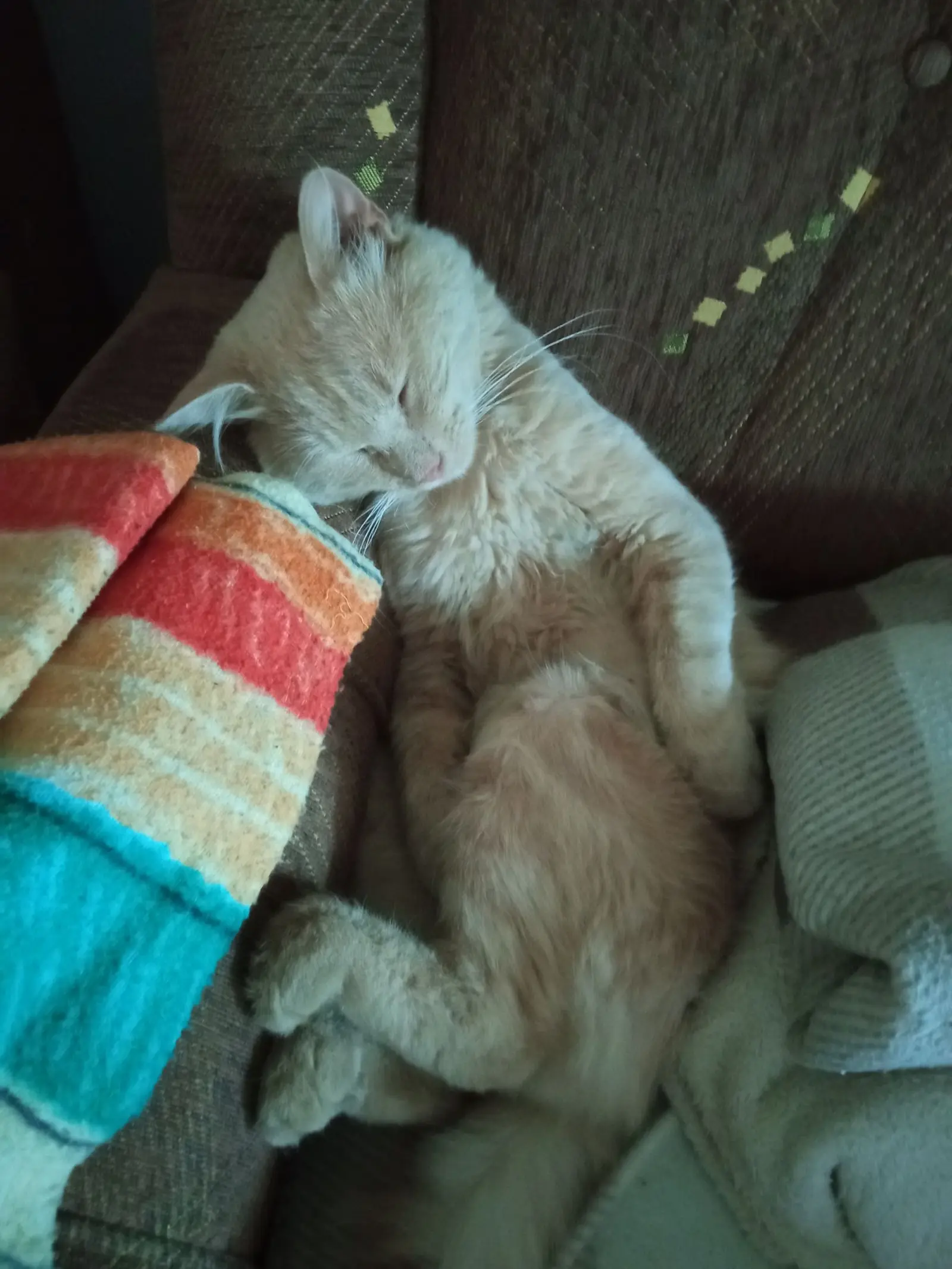 Kućni ljubimci, odmor, spavanje, foto čitatelja (9)