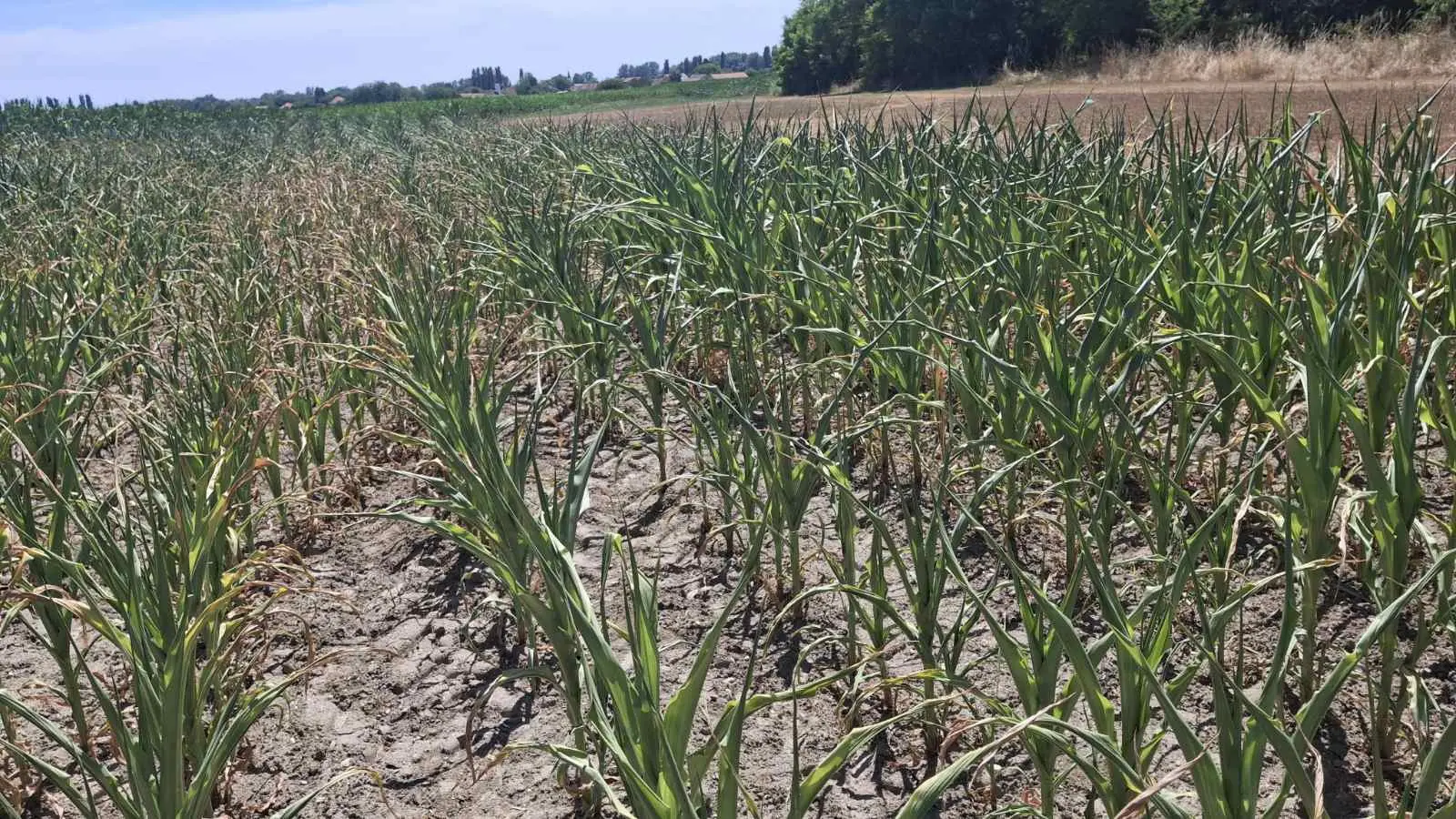 Kukuruz, suša, izvor EM PB (1)