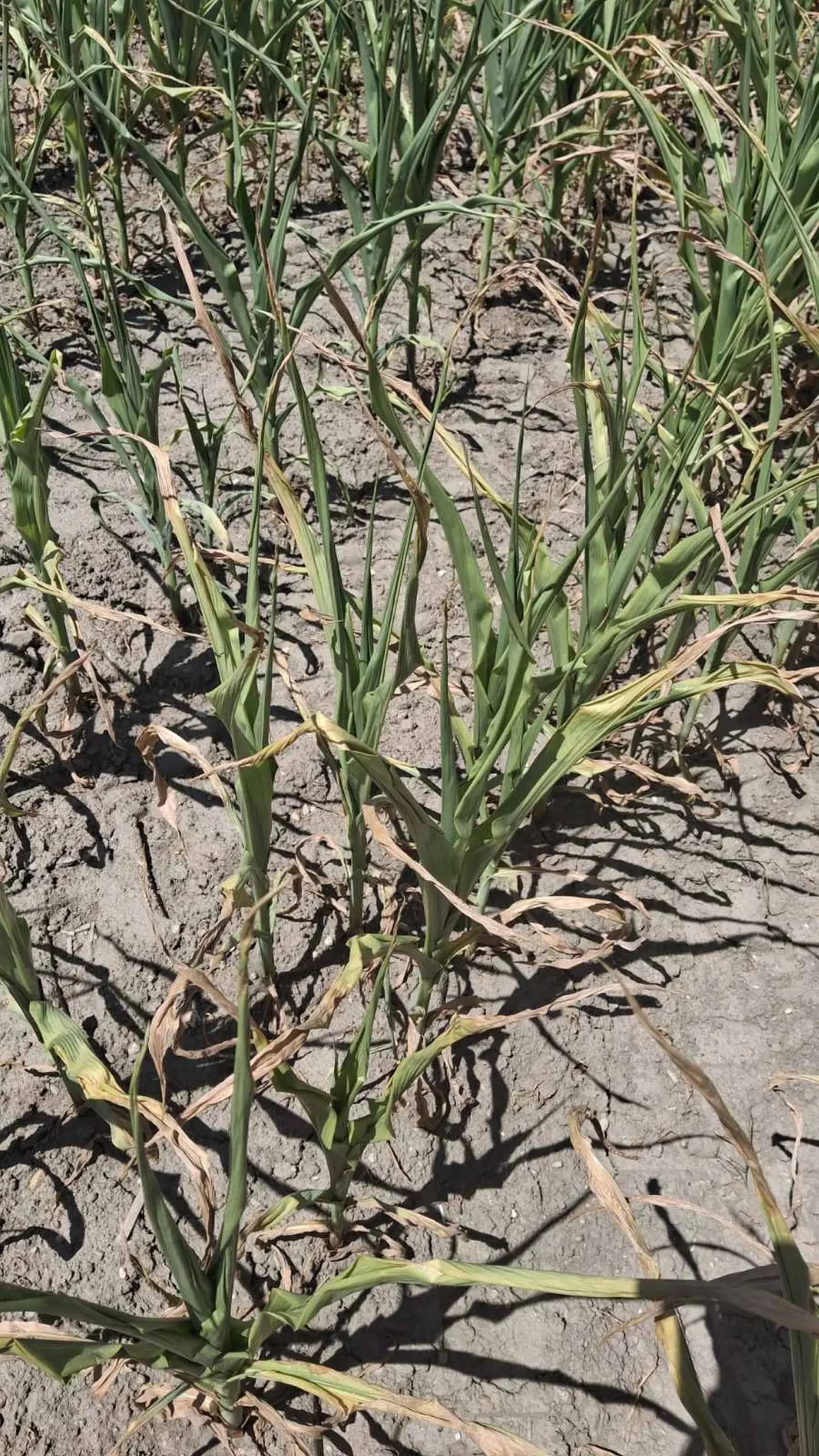 Kukuruz, suša, izvor EM PB (2)