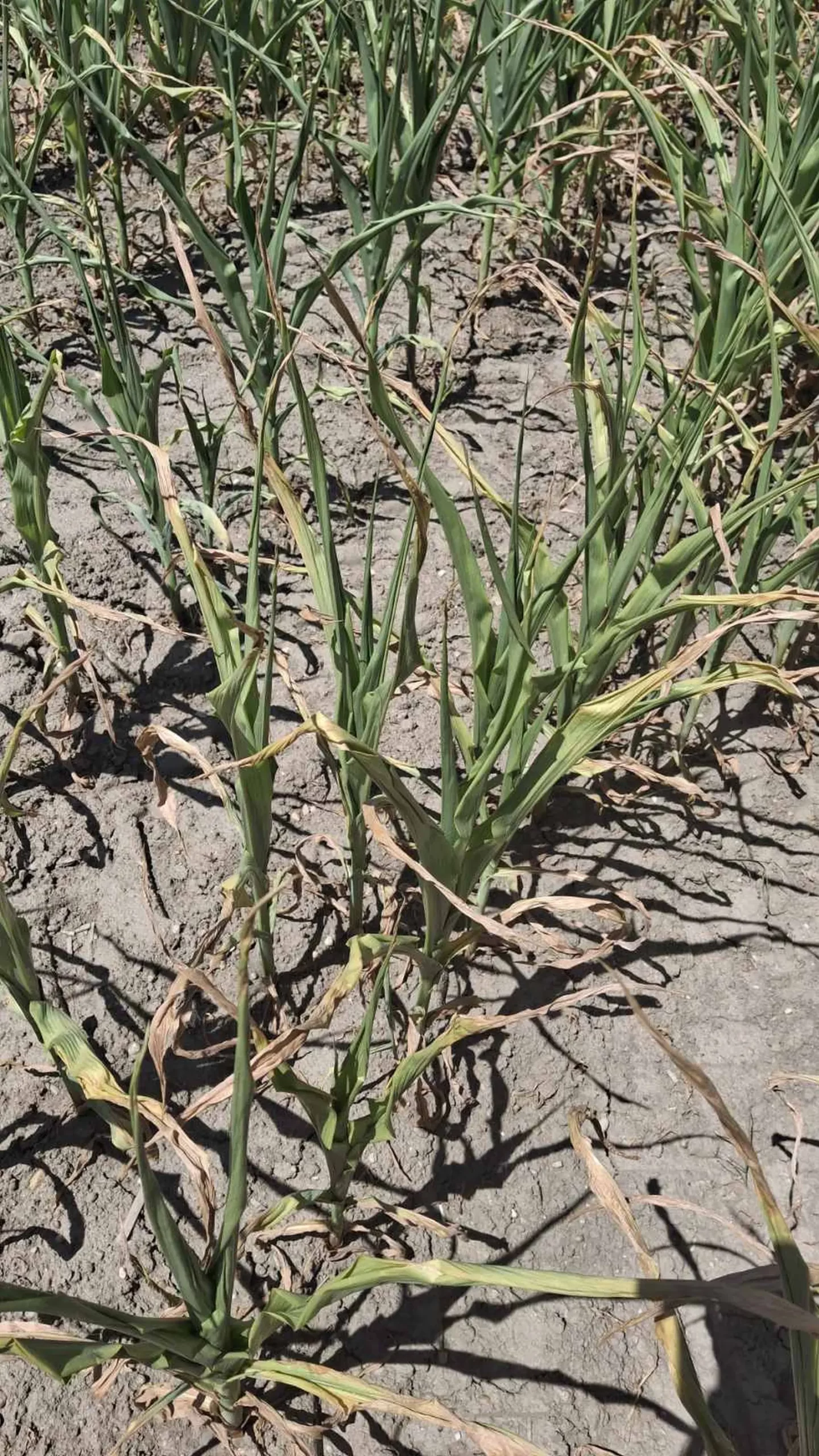 Kukuruz, suša, izvor EM PB (2)