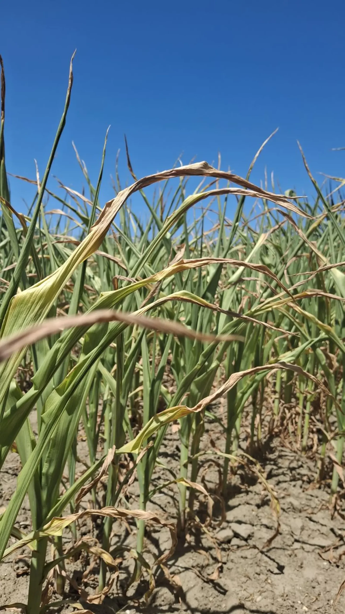 Kukuruz, suša, izvor EM PB (3)