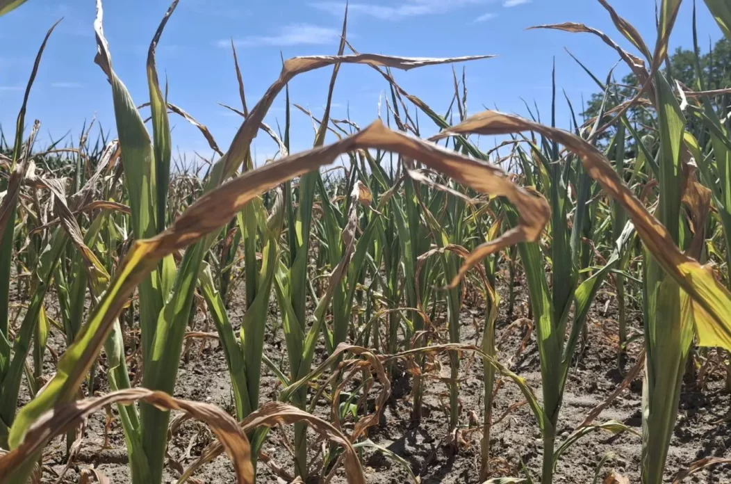 Kukuruz, suša, izvor EM PB (4) Kukuruz, suša, izvor EM PB (4)