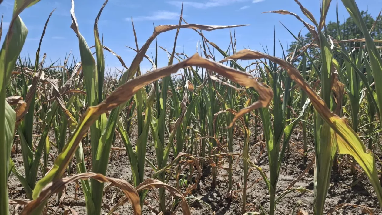 Kukuruz, suša, izvor EM PB (4)