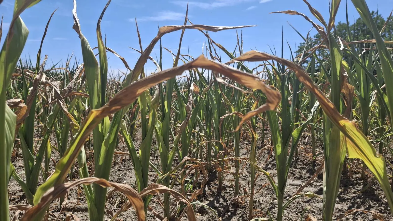 Kukuruz, suša, izvor EM PB (4)