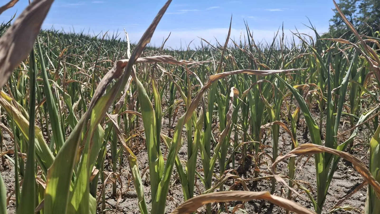 Kukuruz, suša, izvor EM PB (5)