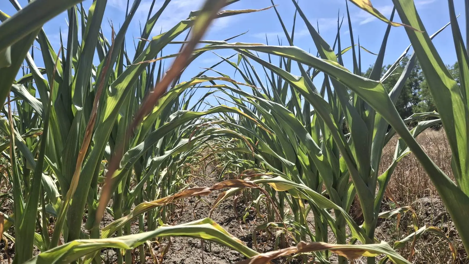 Kukuruz, suša, izvor EM PB (6)