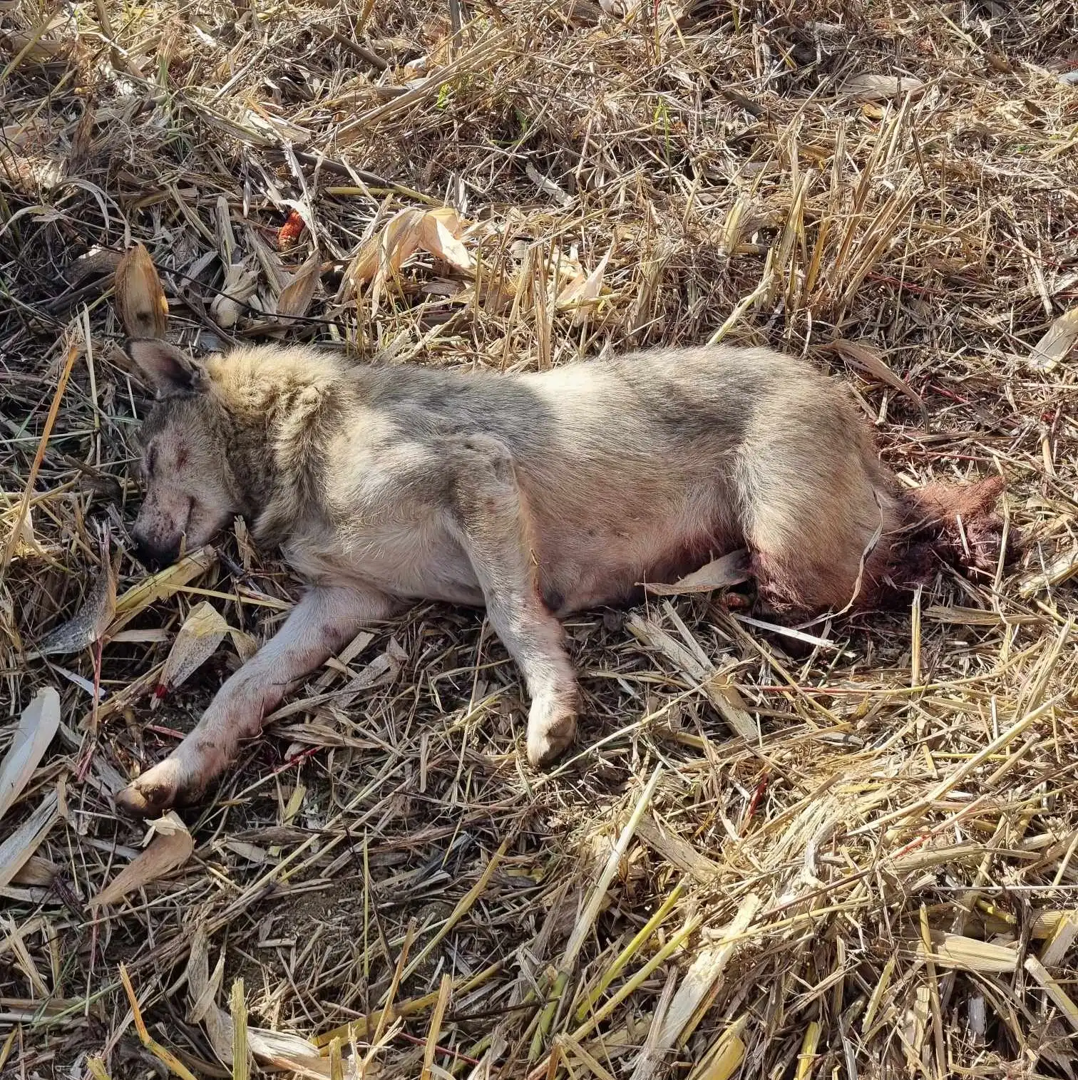 Kuršanec – kujica (3)