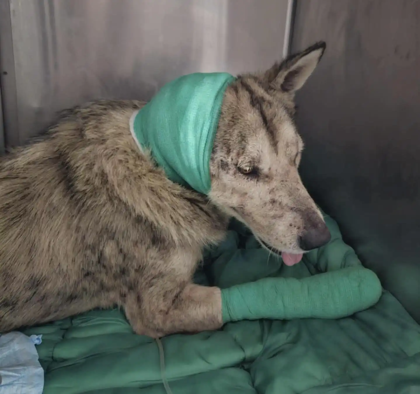 Kuršanec – kujica (4)