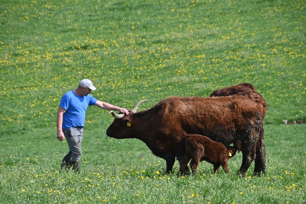 LESKOVEC Grubići (1)