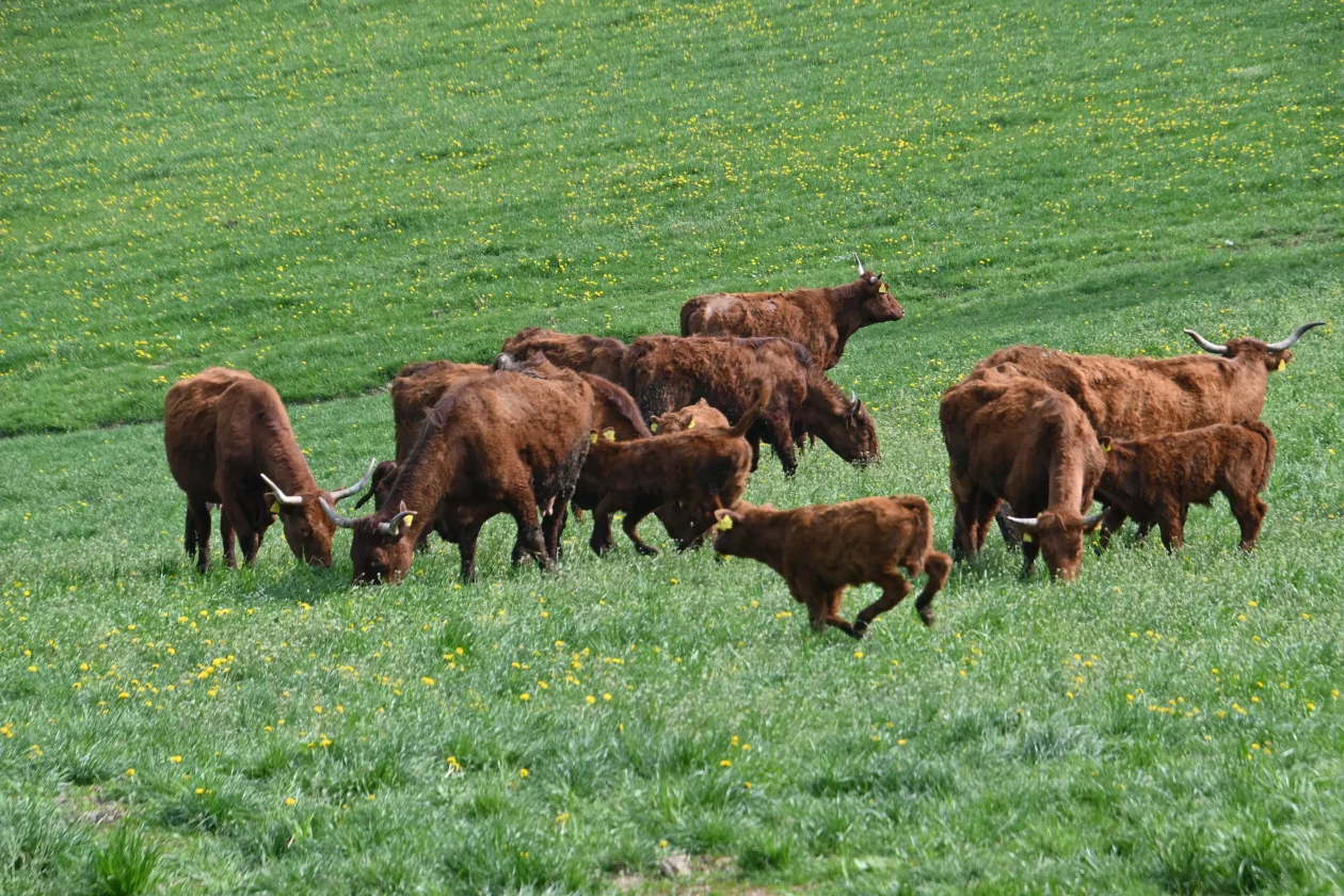 LESKOVEC Grubići (10)