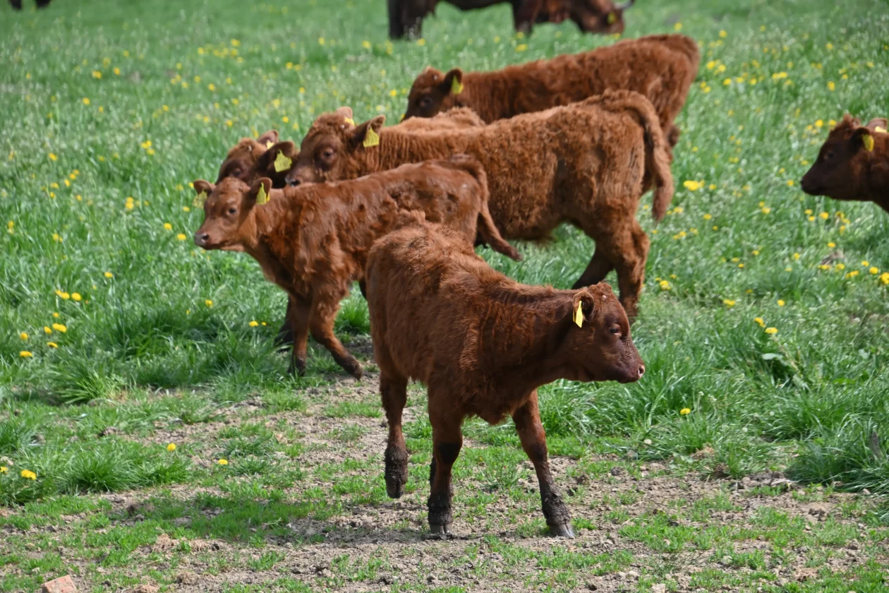 LESKOVEC Grubići (11)