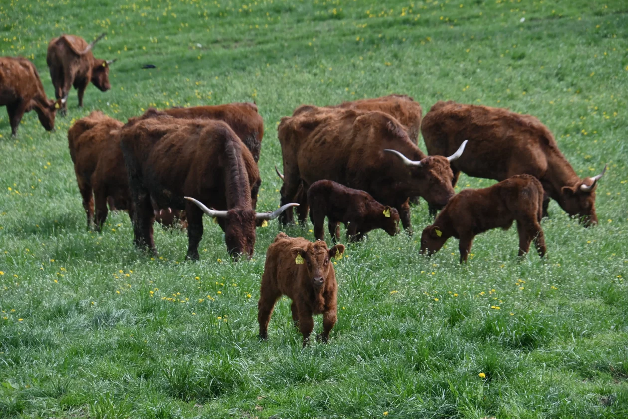 LESKOVEC Grubići (12)