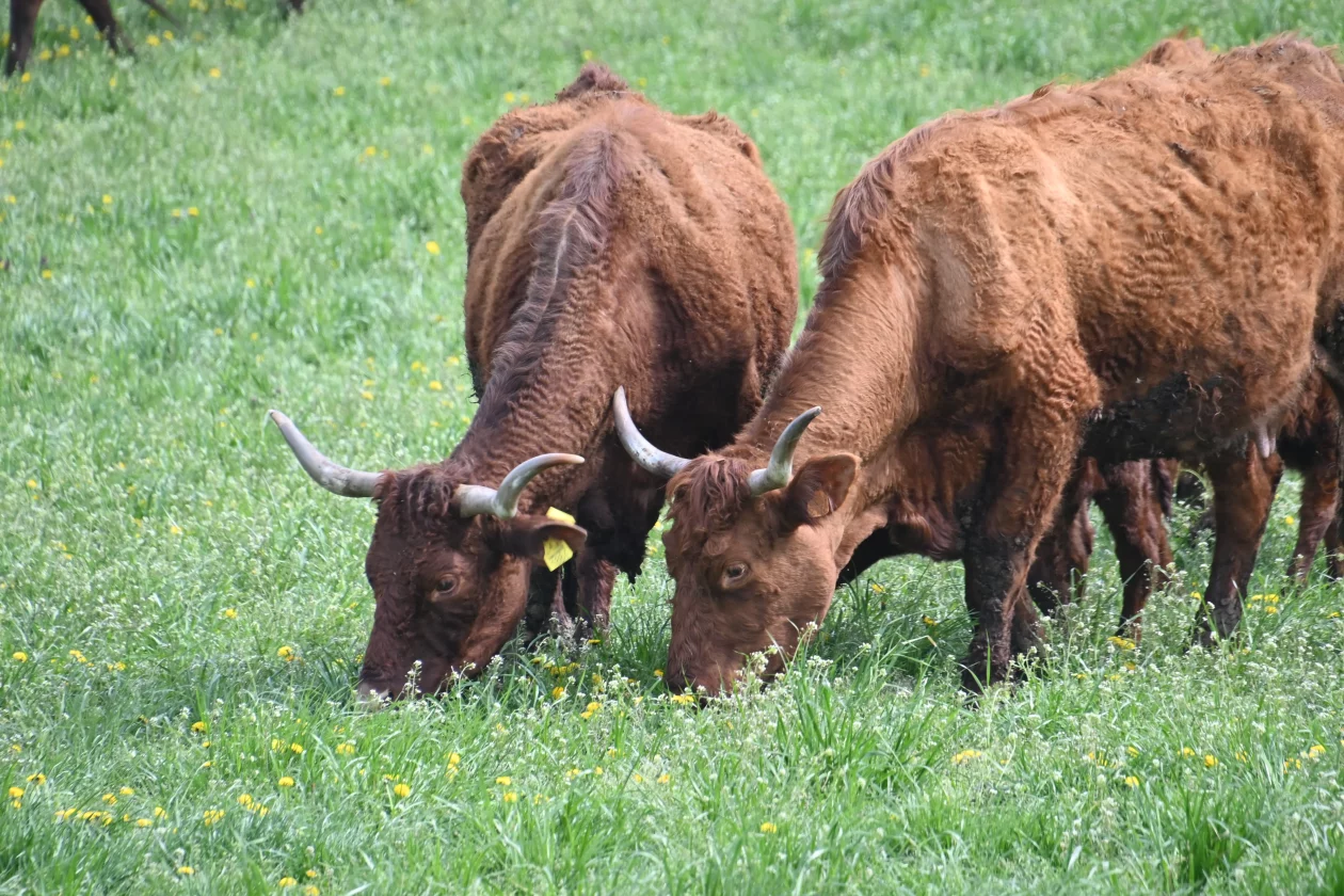 LESKOVEC Grubići (13)