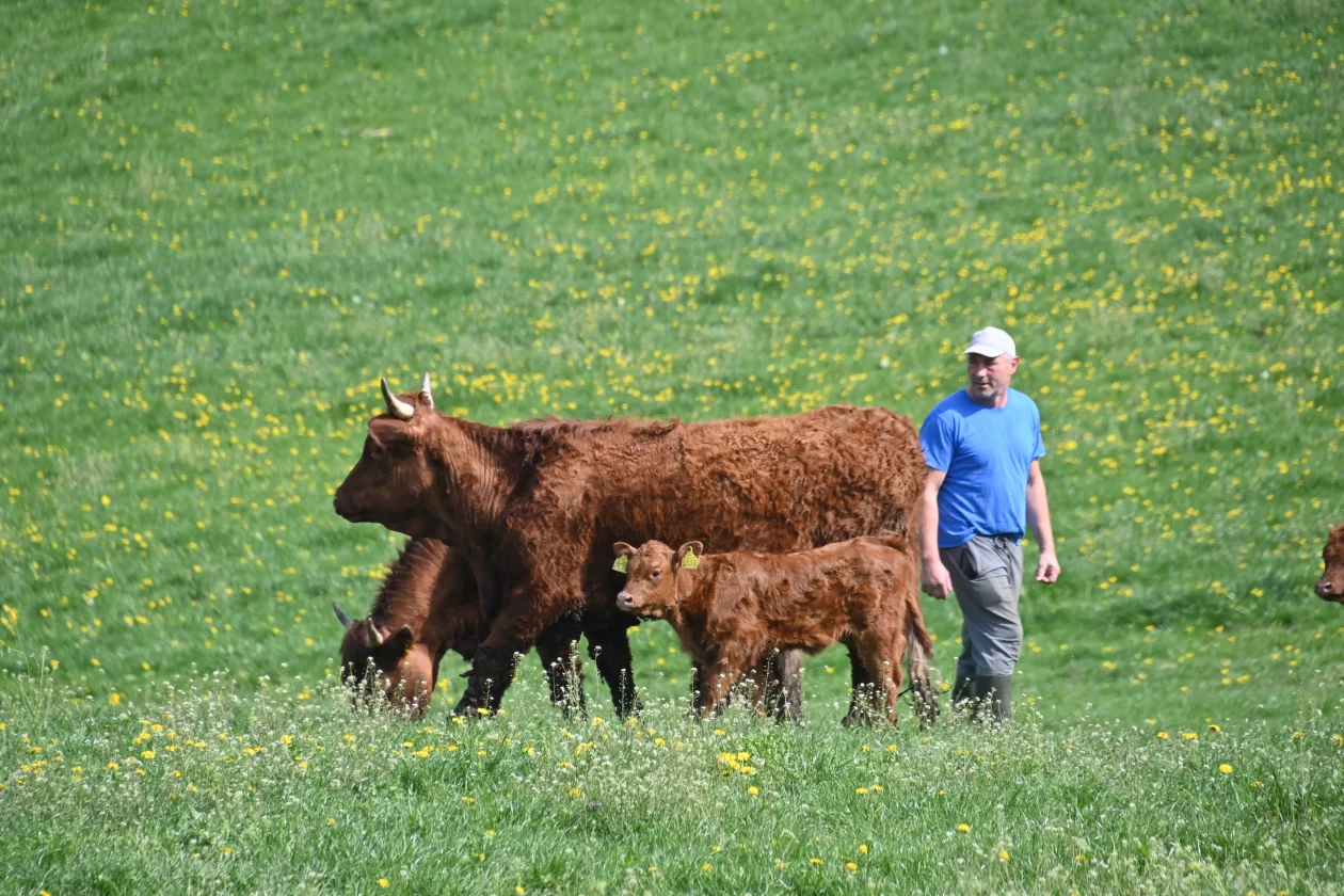 LESKOVEC Grubići (14)