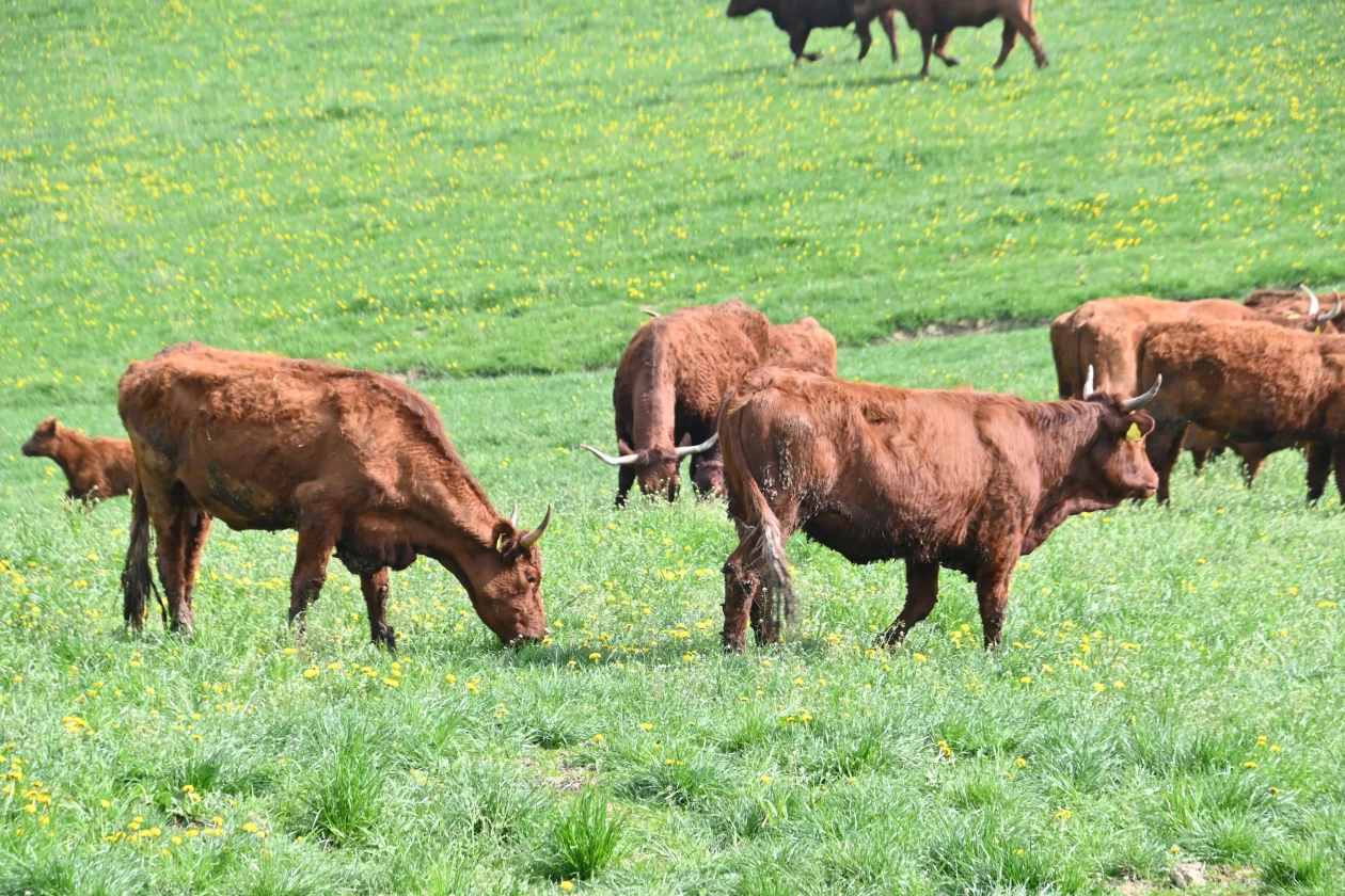 LESKOVEC Grubići (3)