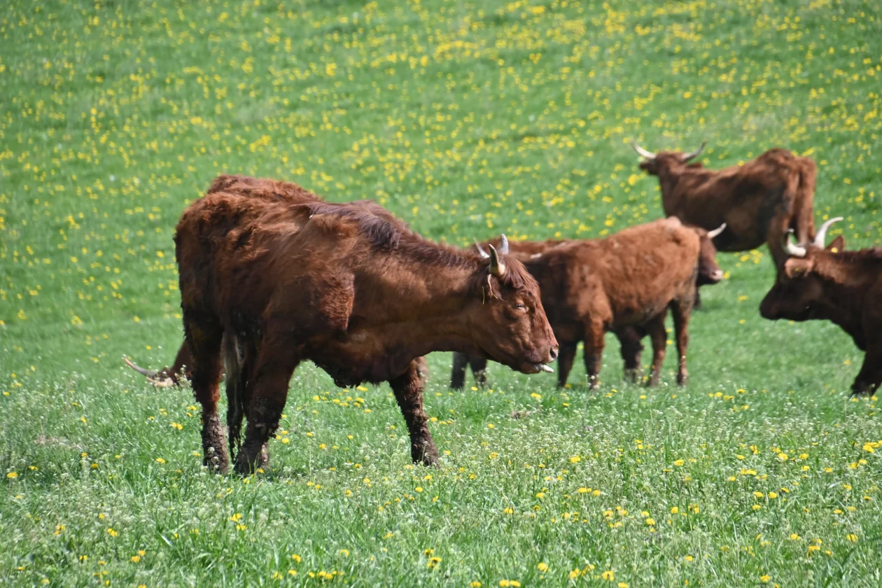 LESKOVEC Grubići (4)