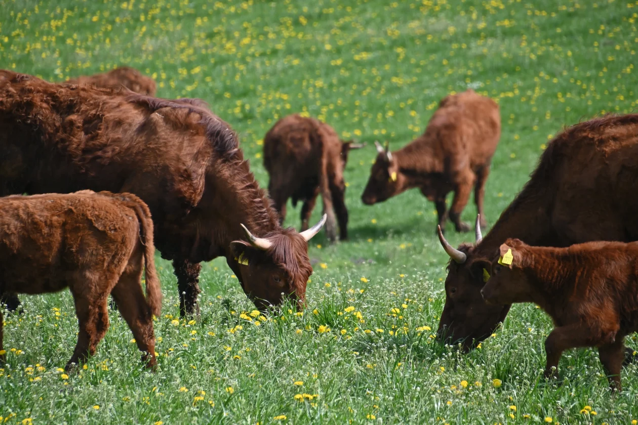LESKOVEC Grubići (5)
